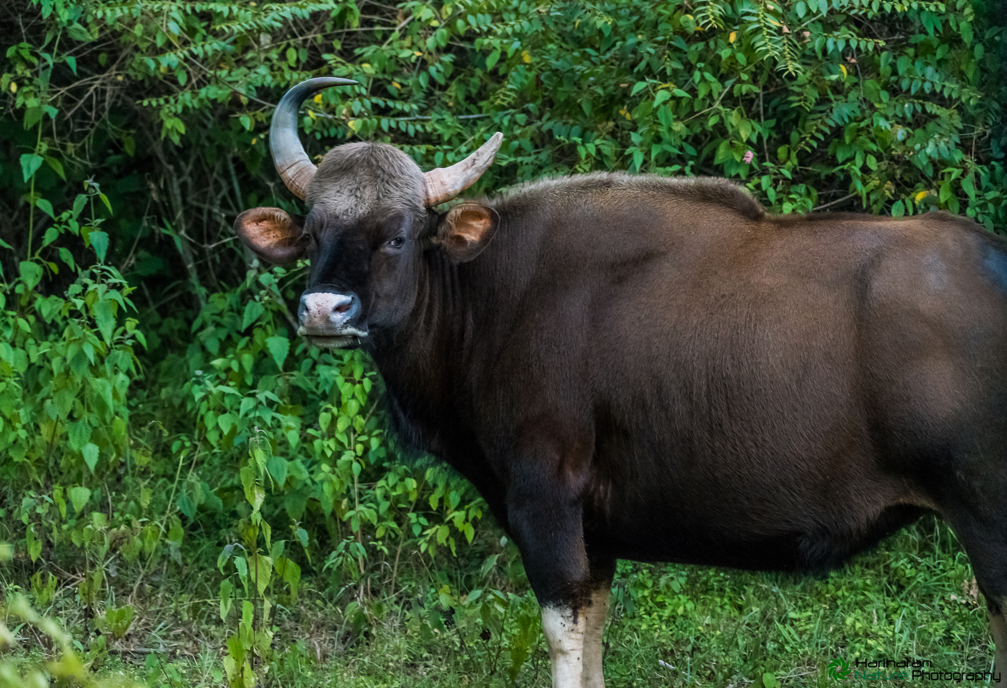 Nikon D750 sample photo. Indian guar or bison photography