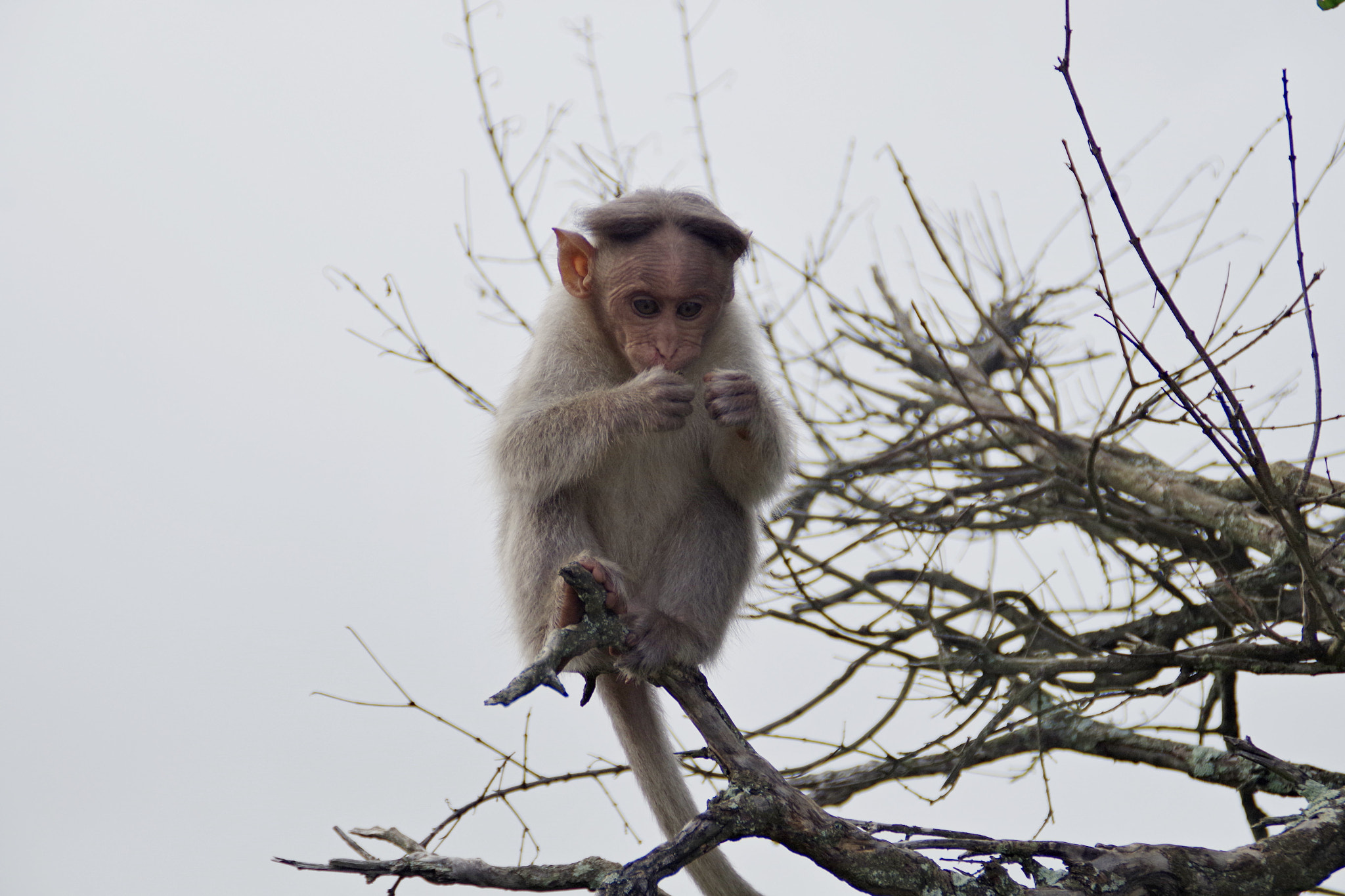 Pentax K-S2 sample photo. Primate life photography
