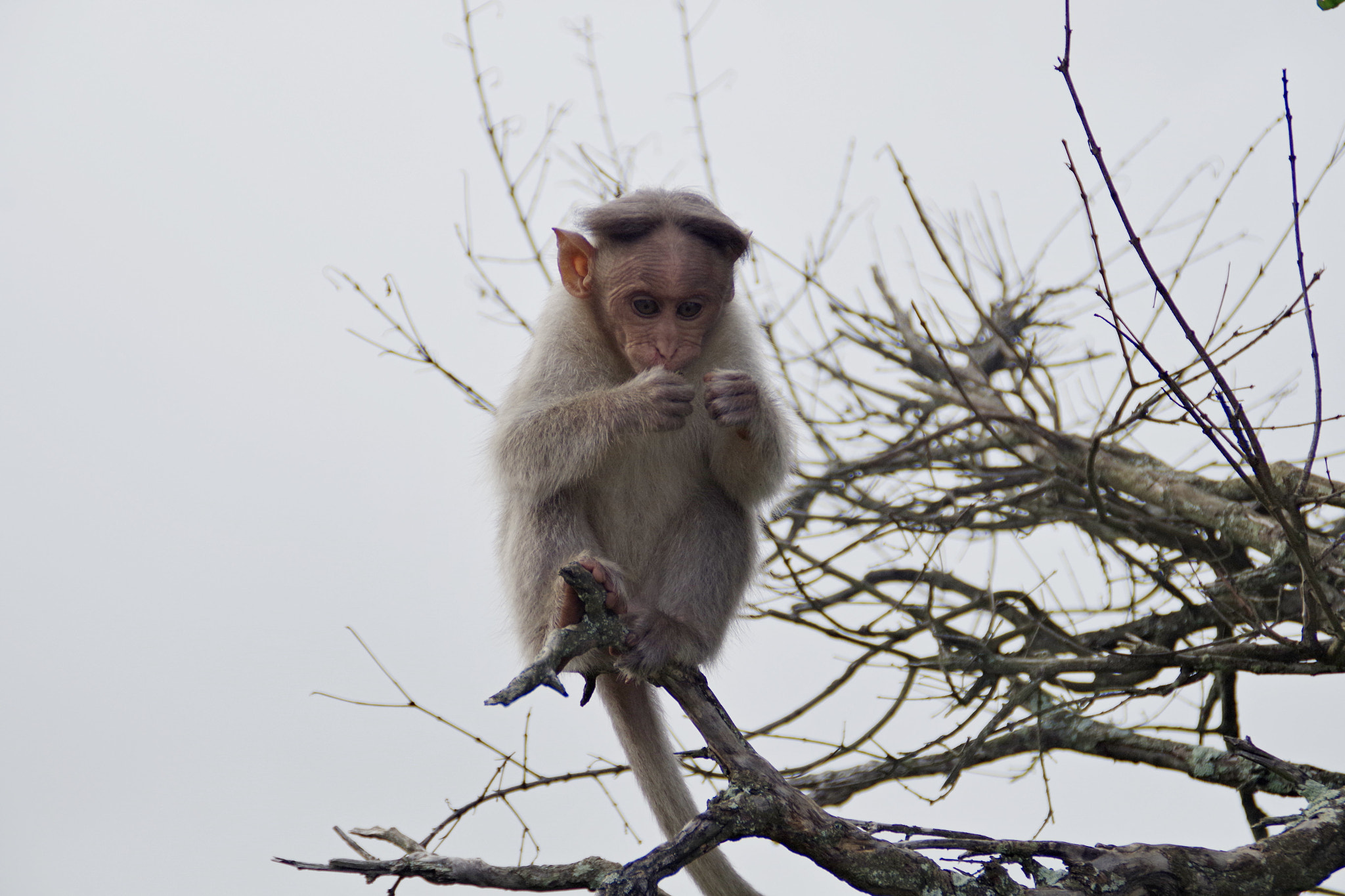 Pentax K-S2 + Tamron AF 18-200mm F3.5-6.3 XR Di II LD Aspherical (IF) Macro sample photo. Primate life photography