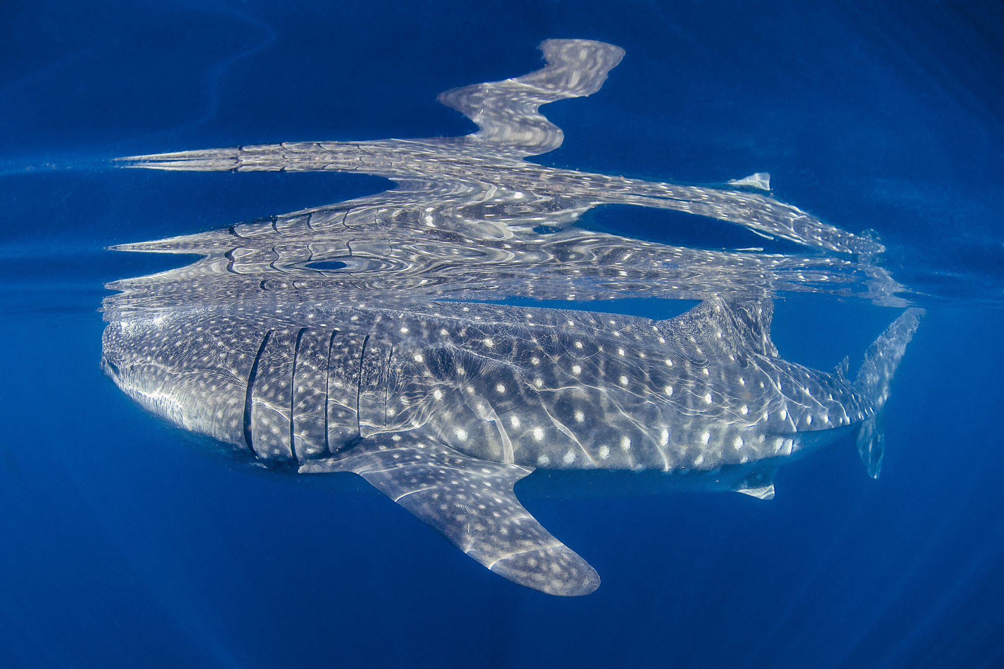 Nikon AF DX Fisheye-Nikkor 10.5mm F2.8G ED sample photo. Whale shark photography