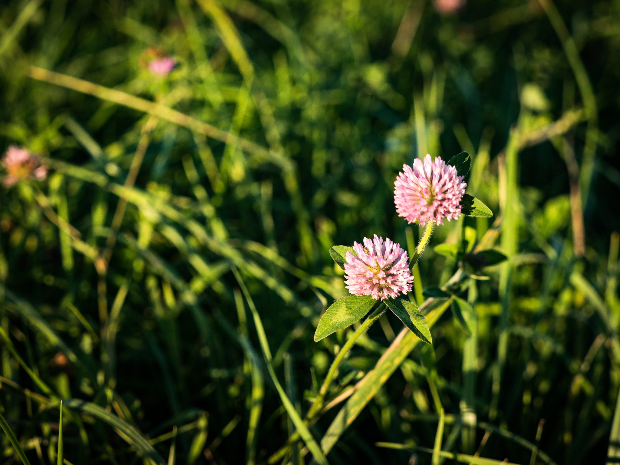 Panasonic Lumix DMC-GX8 + Olympus M.Zuiko Digital ED 40-150mm F2.8 Pro sample photo. Fall flower in the midwest photography