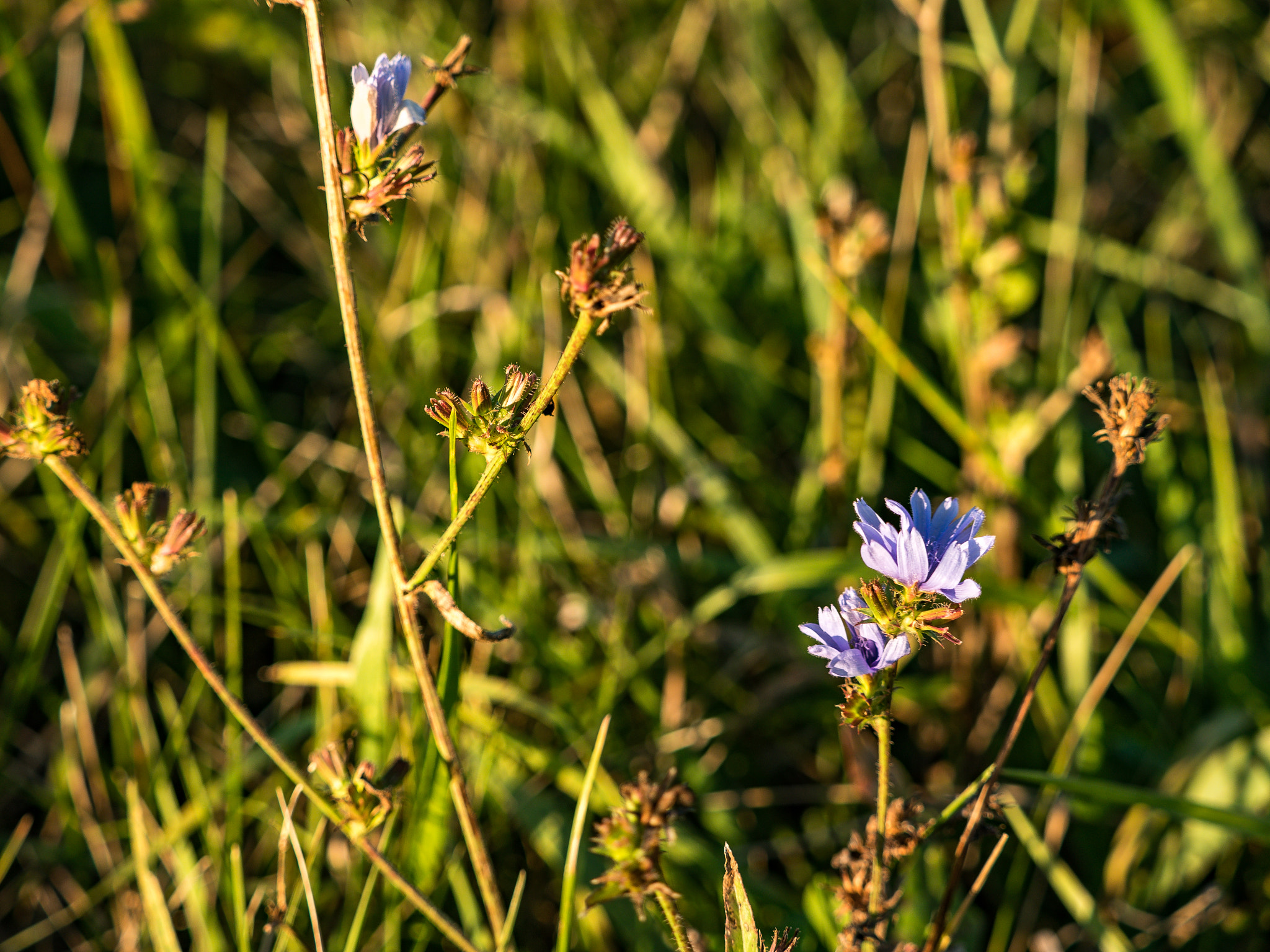 Panasonic Lumix DMC-GX8 + Olympus M.Zuiko Digital ED 40-150mm F2.8 Pro sample photo. Fall flower in the midwest photography