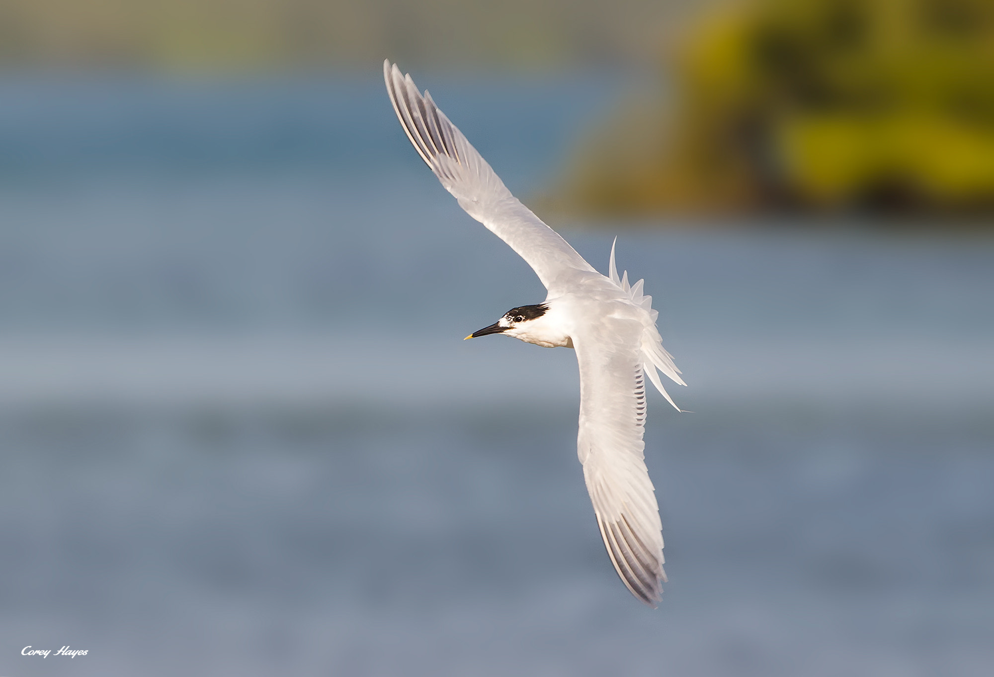 Canon EF 500mm F4L IS USM sample photo. Sandwich tern photography