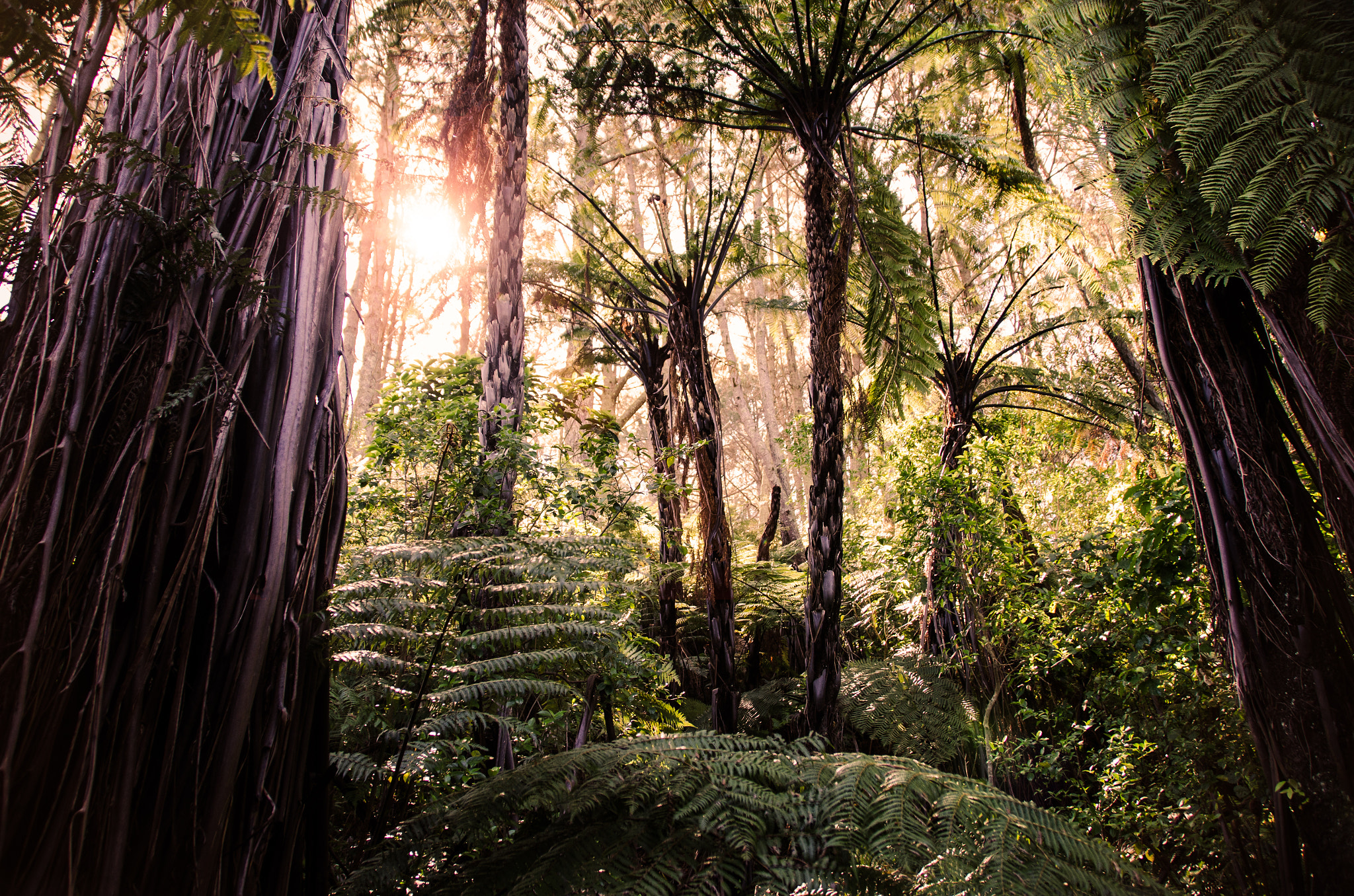 Sigma 18-200mm F3.5-6.3 II DC OS HSM sample photo. Silver fern morning photography