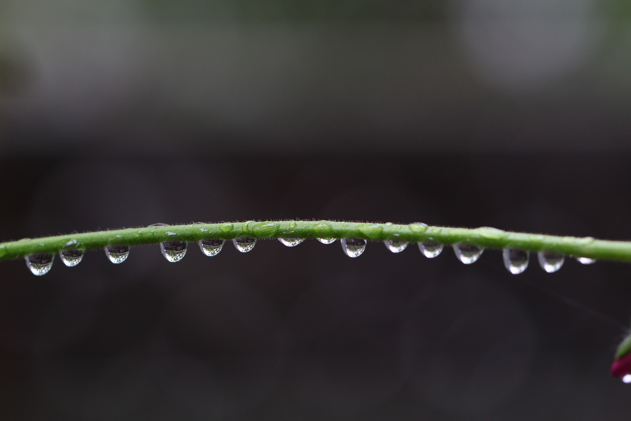 Canon EOS 100D (EOS Rebel SL1 / EOS Kiss X7) sample photo. Raindrops single file photography