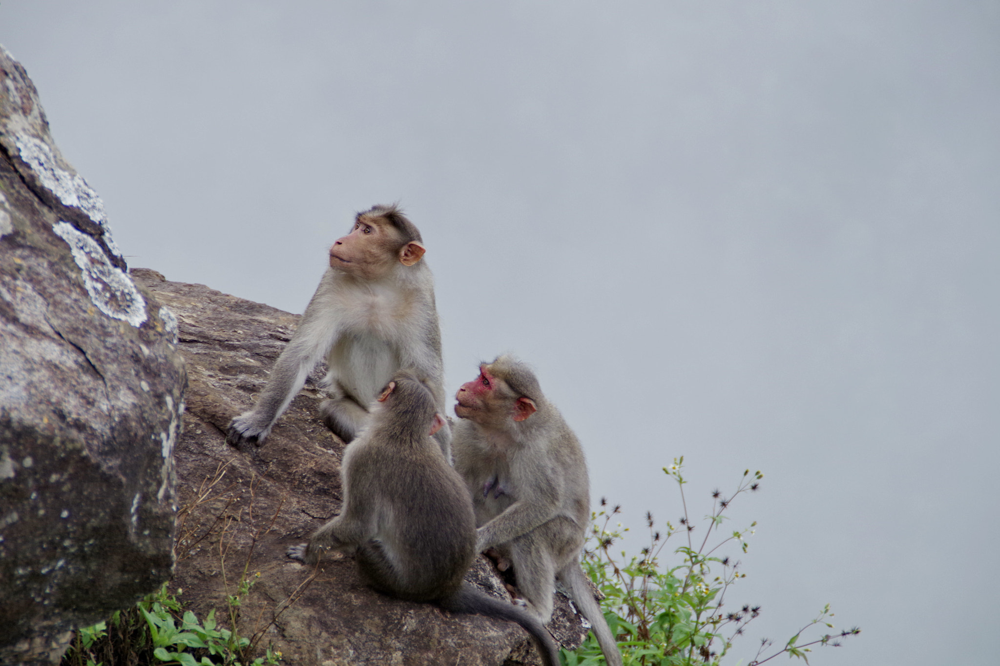 Pentax K-S2 + Tamron AF 18-200mm F3.5-6.3 XR Di II LD Aspherical (IF) Macro sample photo. Primate life photography