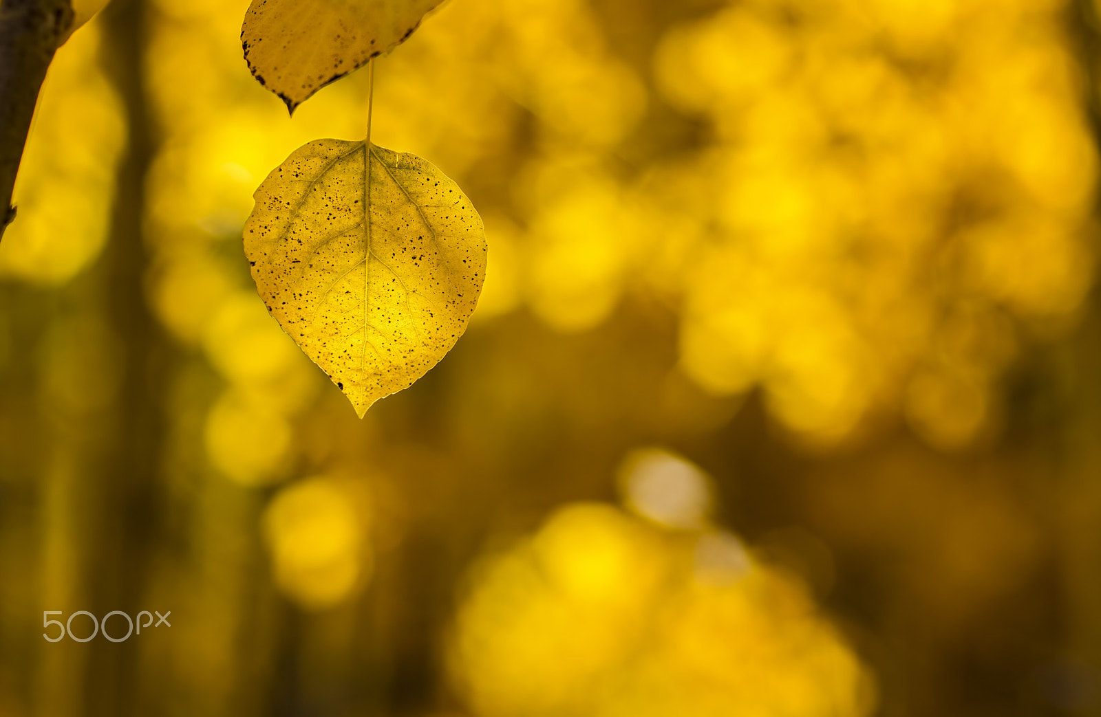 Canon EF 85mm F1.2 sample photo. Hanging by a thread photography