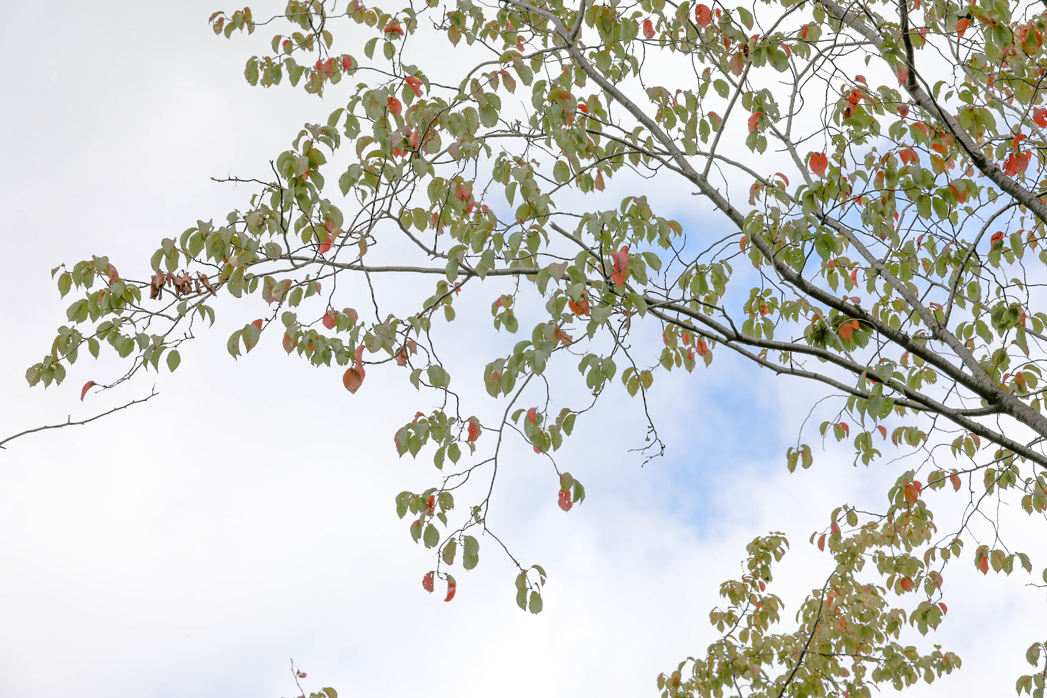 Canon EF 70-200mm F4L IS USM sample photo. Ta photography