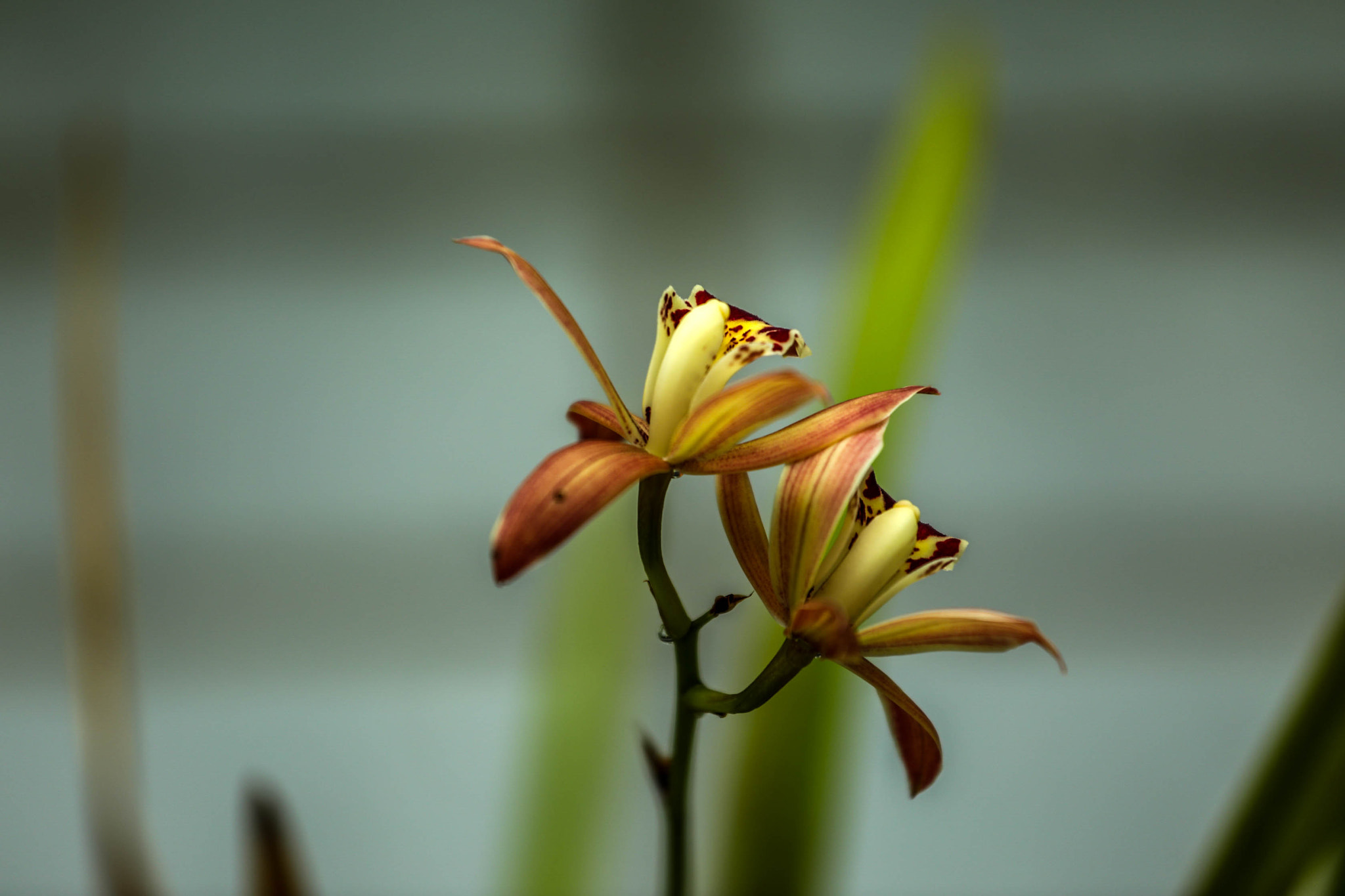 Canon EF 70-200mm F4L IS USM sample photo. Ta photography