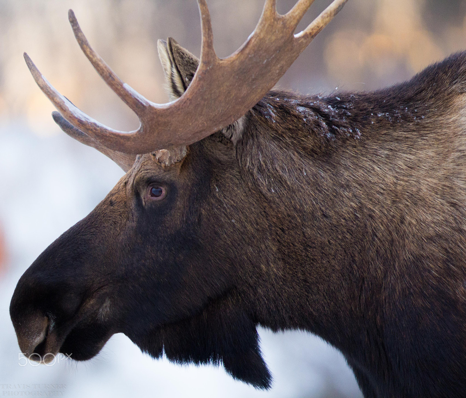Canon EOS 60D + Canon EF 400mm F2.8L IS II USM sample photo. Moose photography