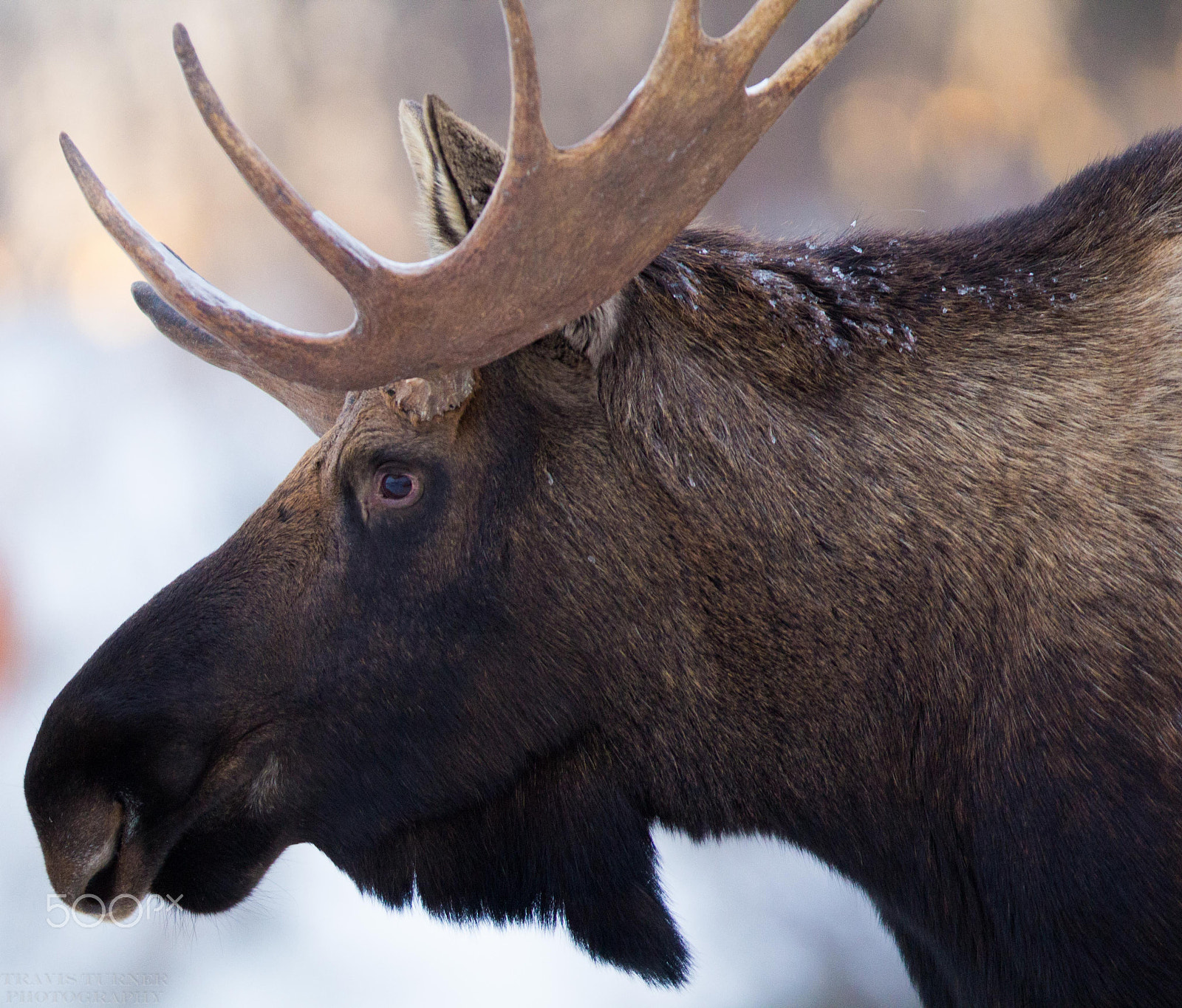 Canon EF 400mm F2.8L IS II USM sample photo. Moose photography