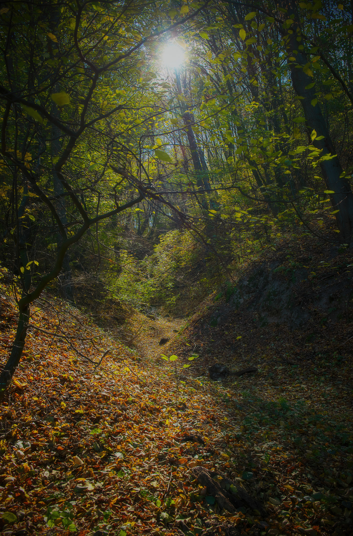 24-70mm F/2.8 G sample photo. Morning sunlight photography