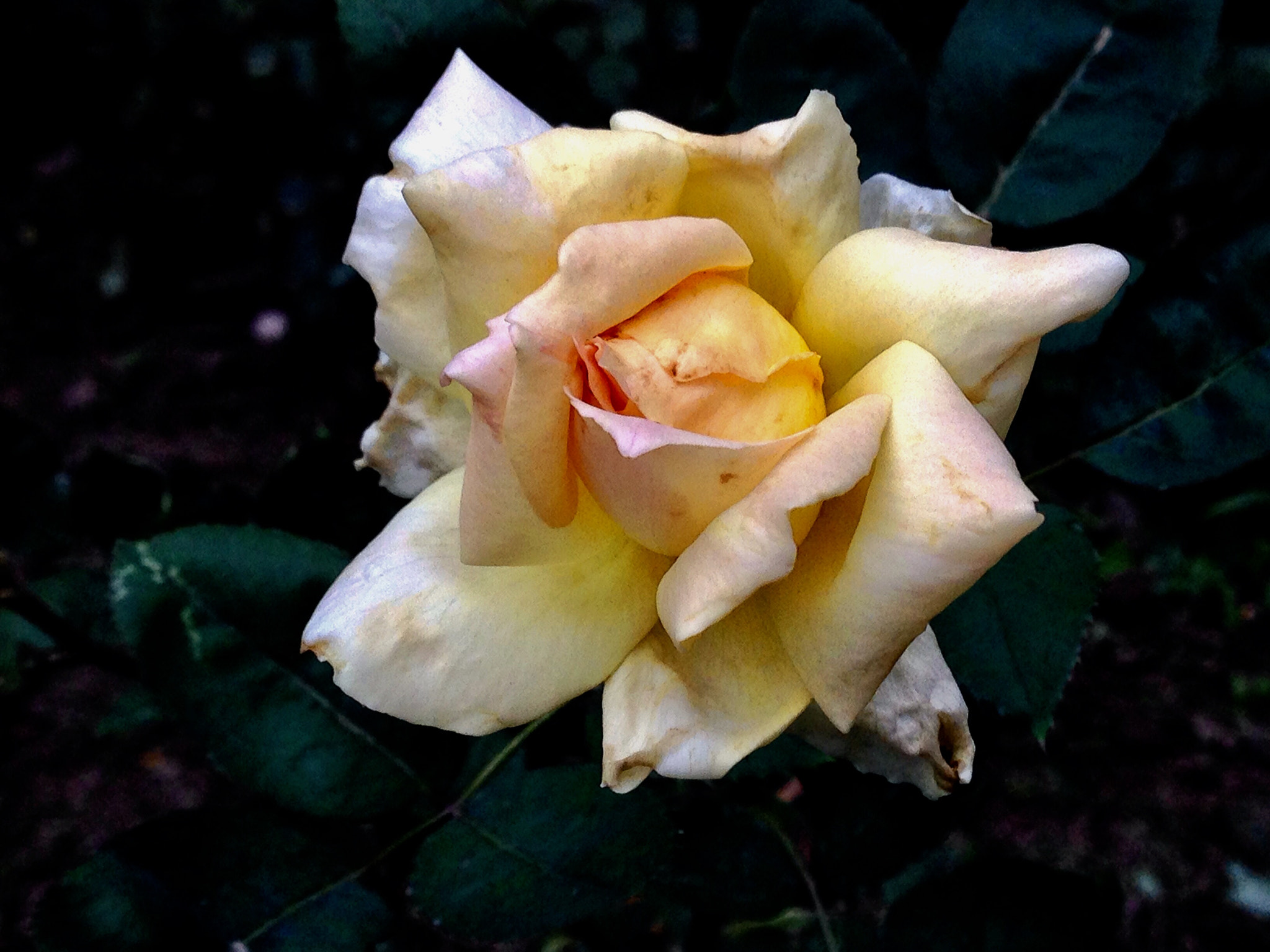 Apple iPhone5,2 sample photo. China rose 月季花 photography