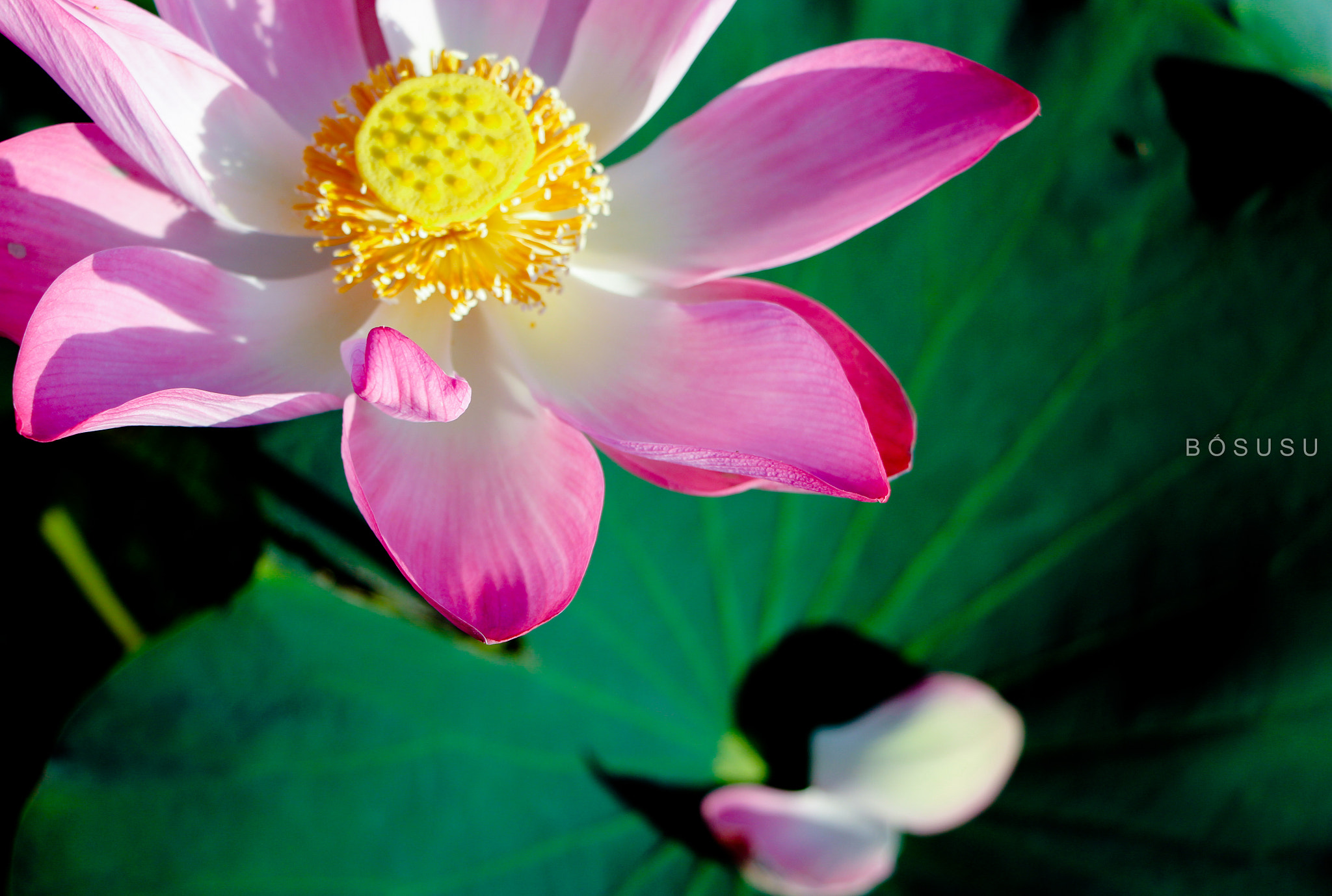 Canon EOS 700D (EOS Rebel T5i / EOS Kiss X7i) sample photo. Lotus photography