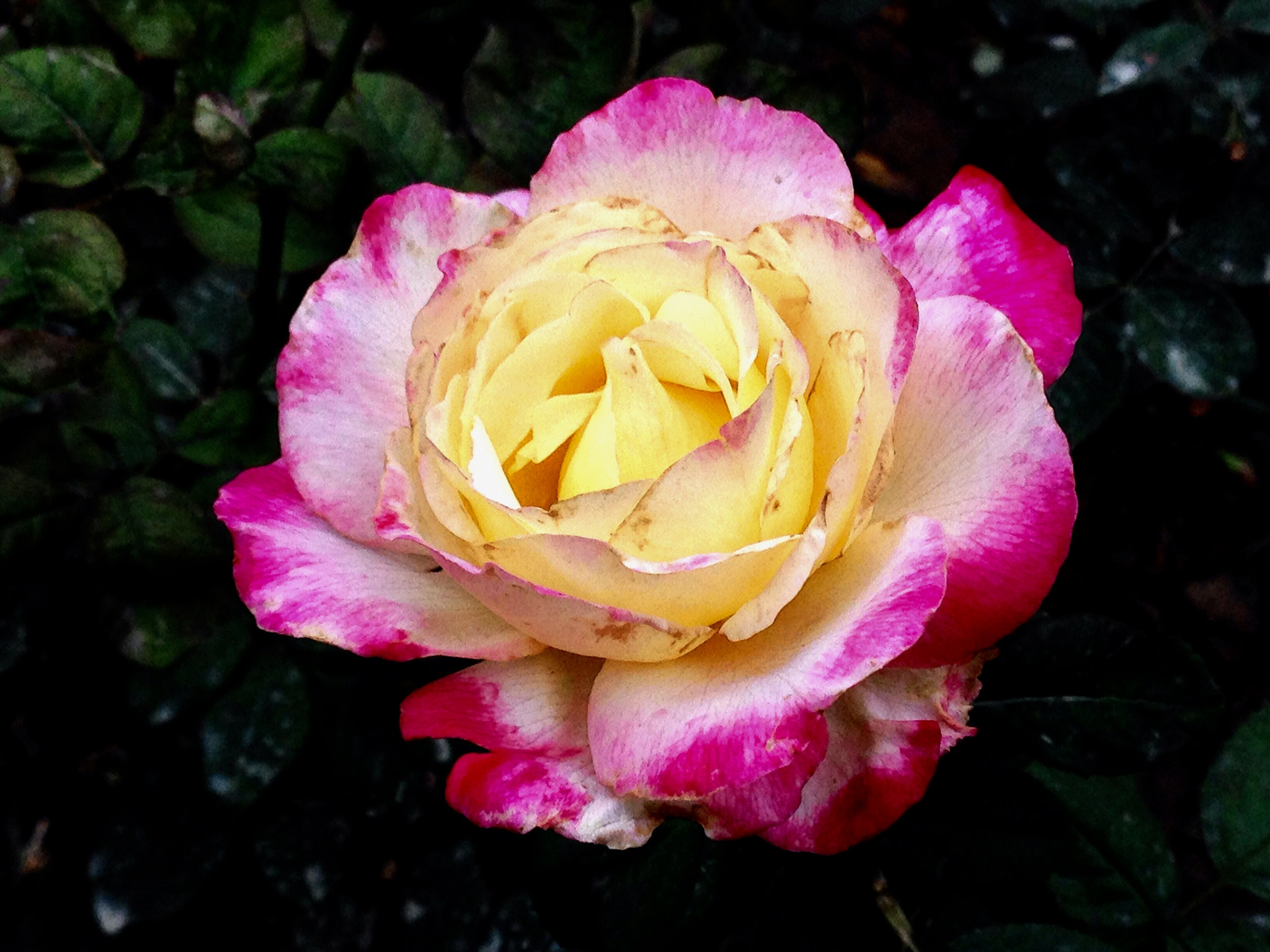 Apple iPhone5,2 sample photo. China rose 月季花 photography
