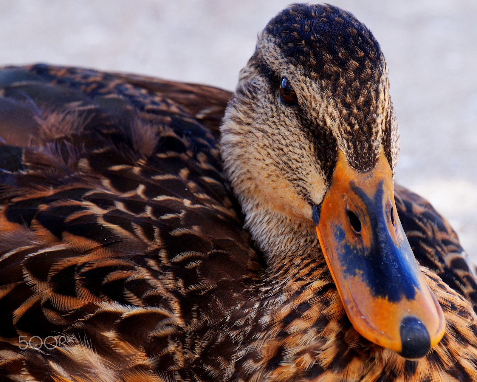 Sony E 55-210mm F4.5-6.3 OSS sample photo. Beautiful bill photography