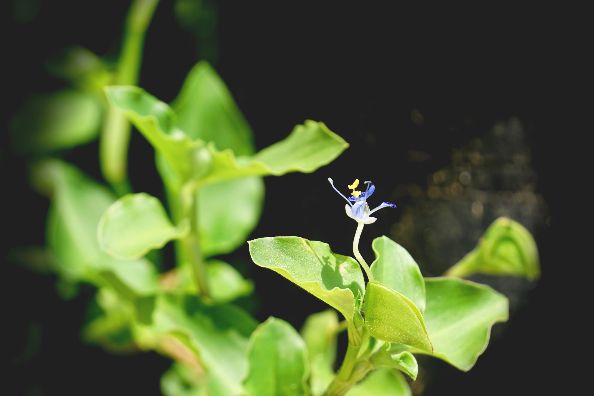 Sony E 55-210mm F4.5-6.3 OSS sample photo. Tiny dancer photography