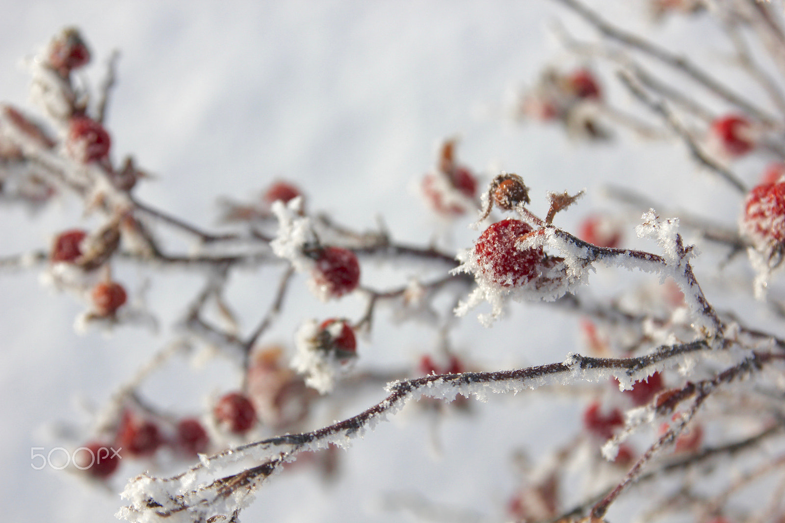 Canon EOS 550D (EOS Rebel T2i / EOS Kiss X4) sample photo. Red berrys photography