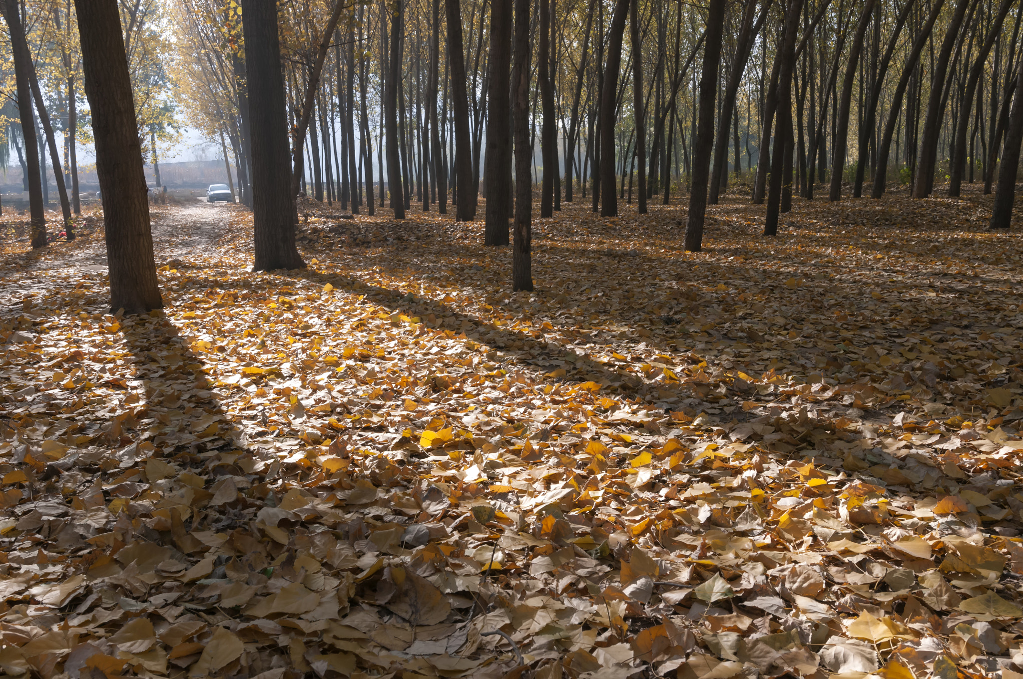 Nikon D300 sample photo. Autumn at lake side photography