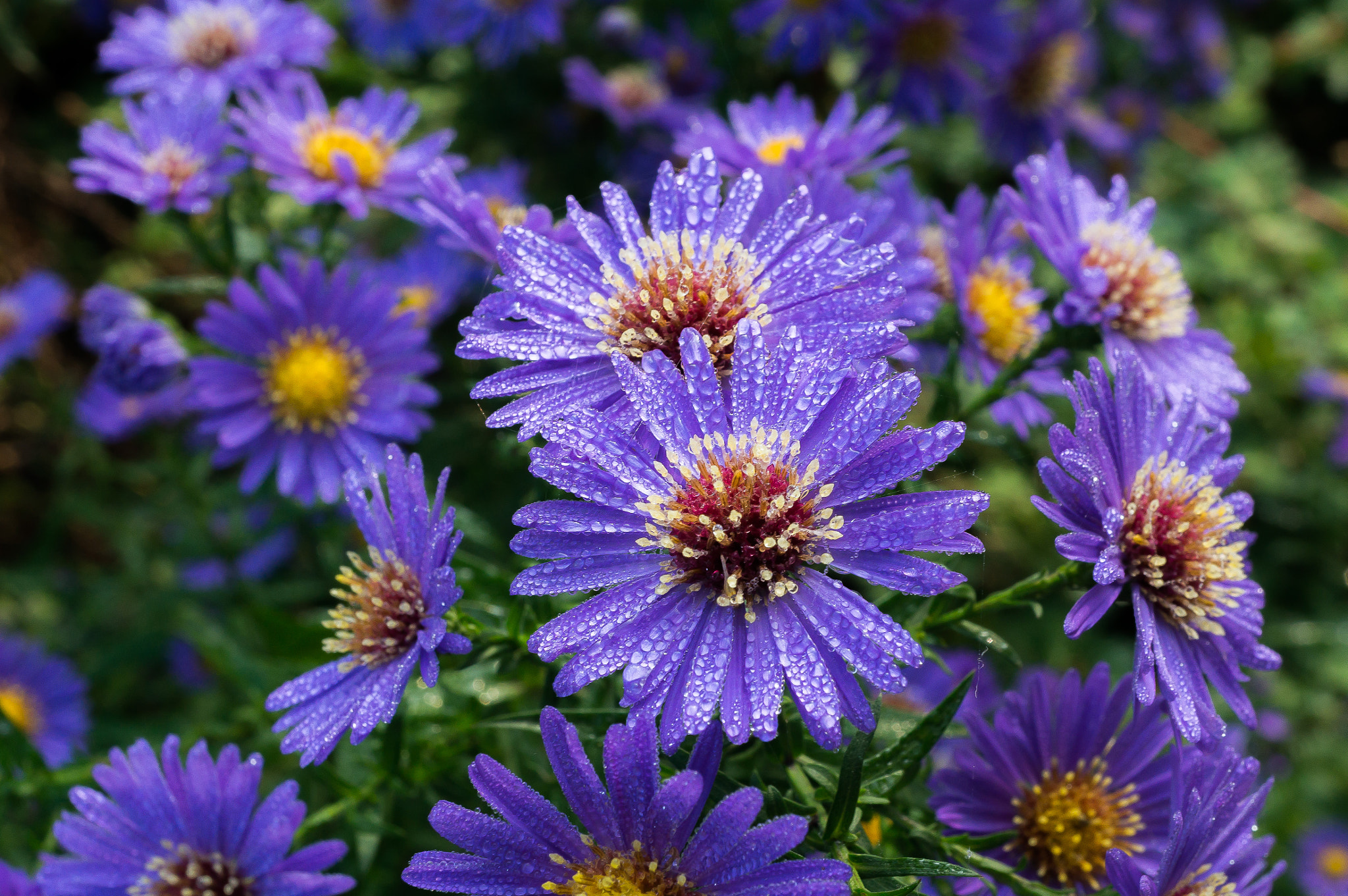 Sony E 30mm F3.5 Macro sample photo. In the morning ii photography