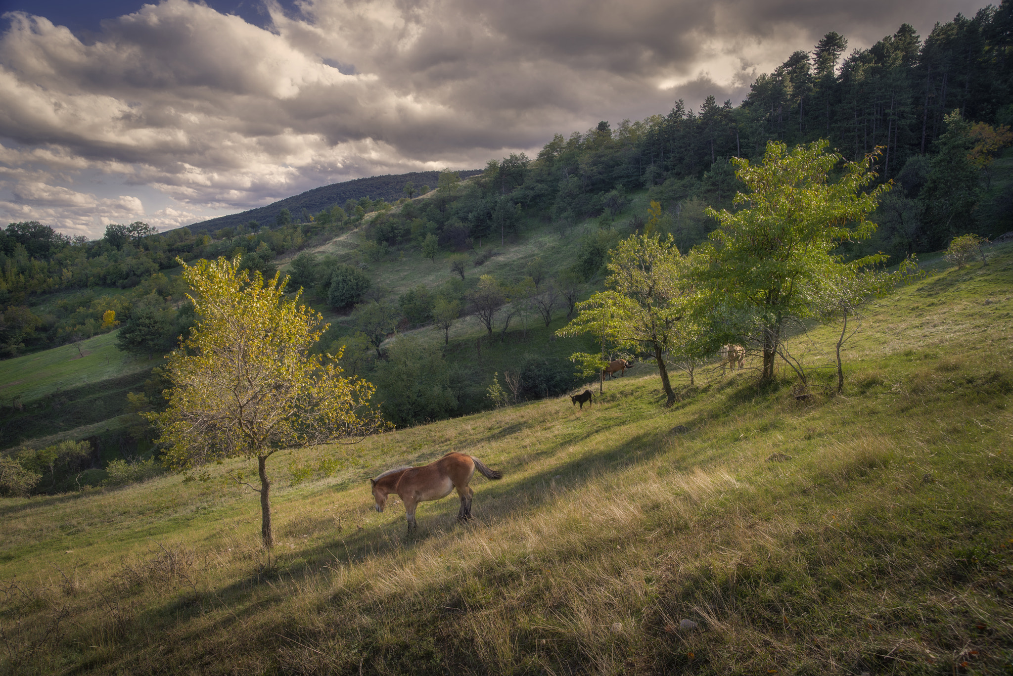 Pentax K-1 + Sigma sample photo. Horse life photography