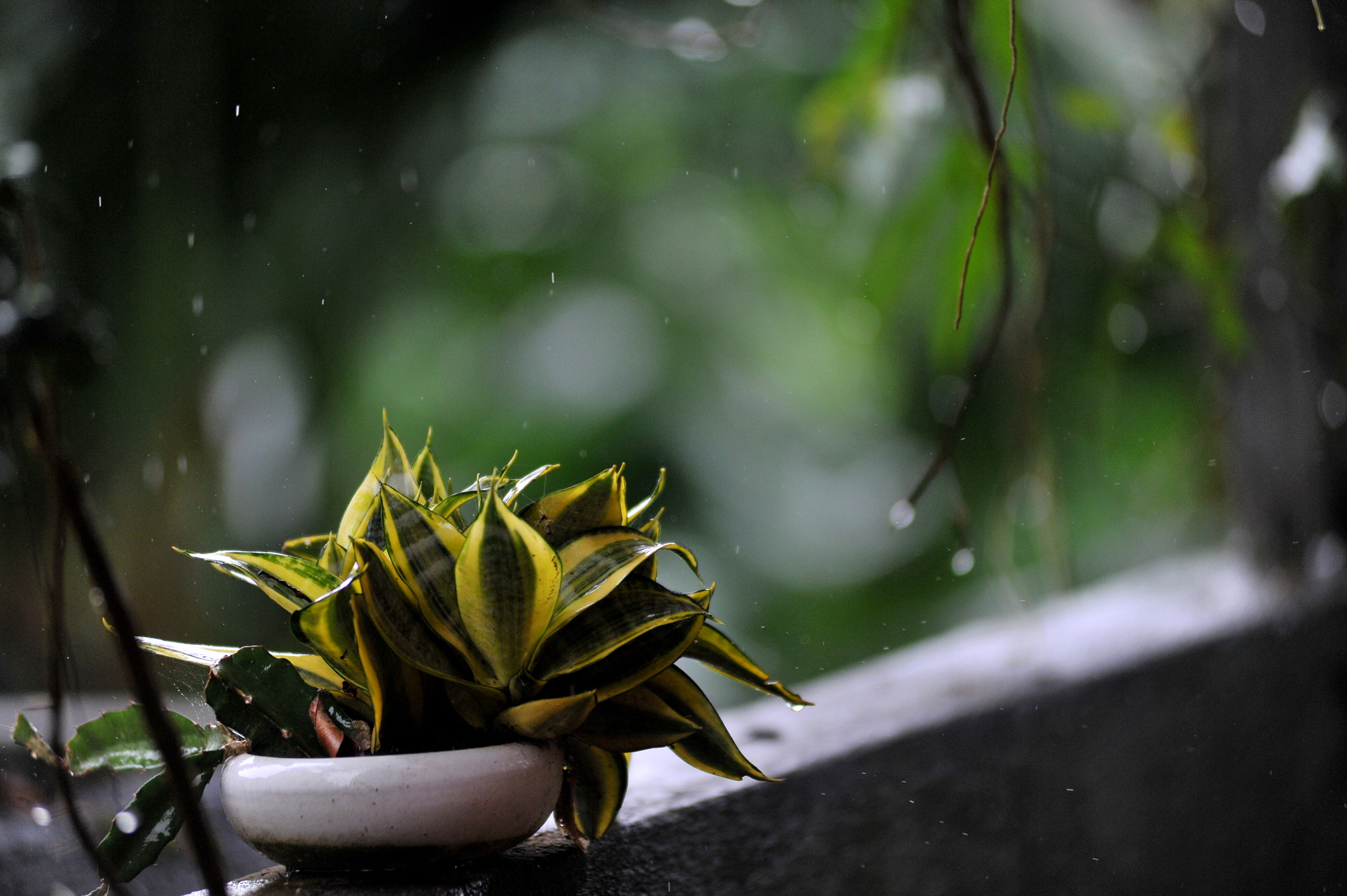 Nikon AF-Nikkor 80-200mm F2.8D ED sample photo. Rainy day photography