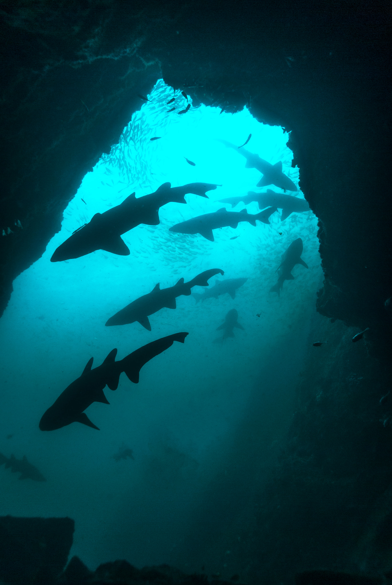 Nikon D200 + Sigma 18-50mm F2.8 EX DC Macro sample photo. Sharks at fish rock cave, australia  photography