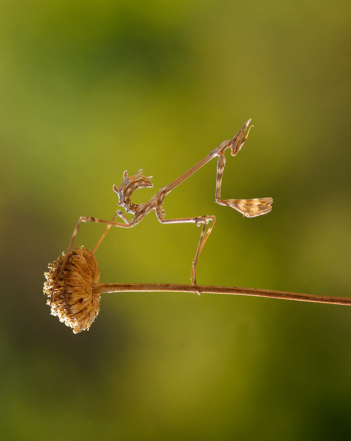 smc PENTAX-FA Macro 100mm F2.8 sample photo. Mantis photography