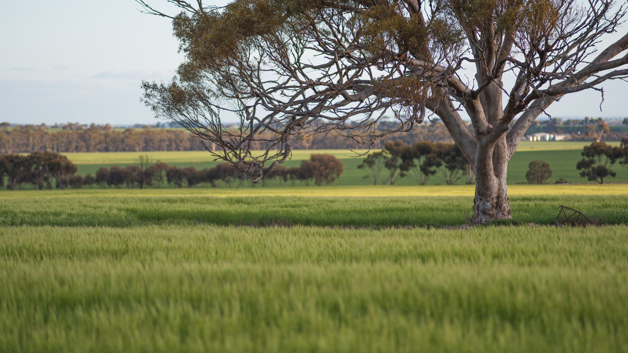 Nikon AF Nikkor 180mm F2.8D ED-IF sample photo. Dsc photography