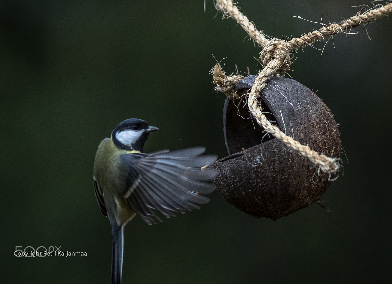 Canon EF 300mm f/2.8L + 1.4x sample photo. Check photography