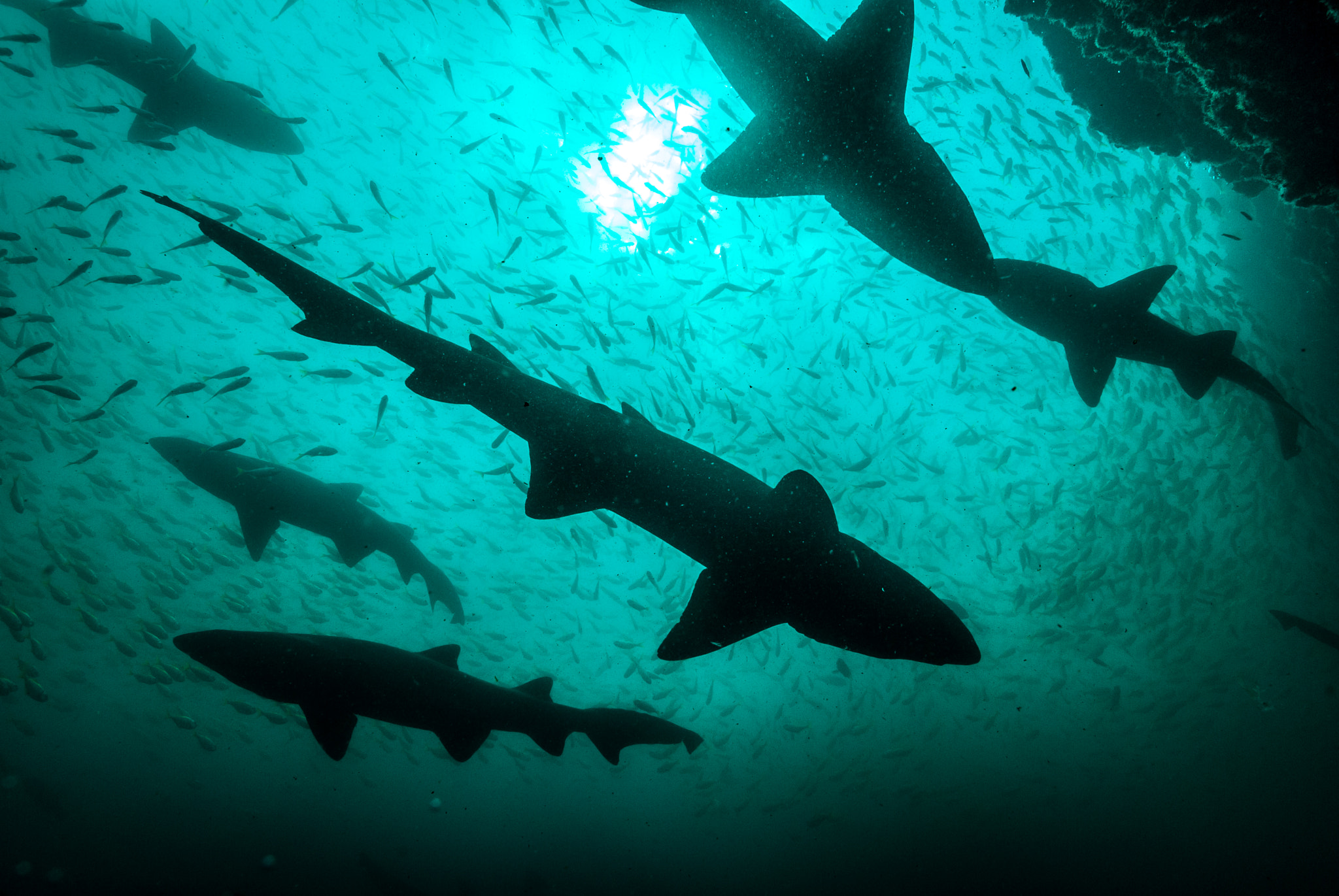 Nikon D200 + Sigma 18-50mm F2.8 EX DC Macro sample photo. Sharks at fish rock cave, australia  photography