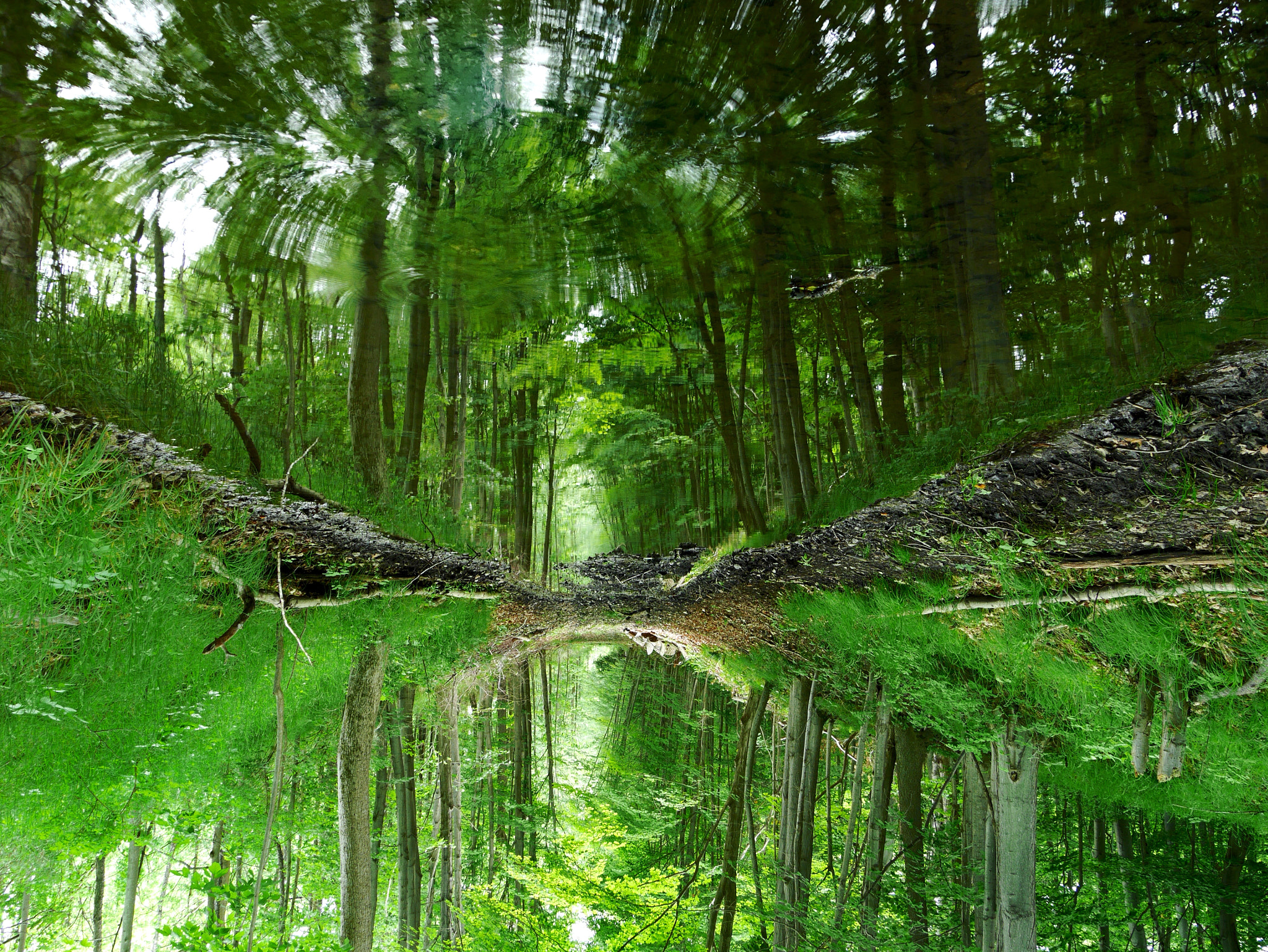 Panasonic Lumix DMC-GX7 sample photo. Mirror in the forest photography