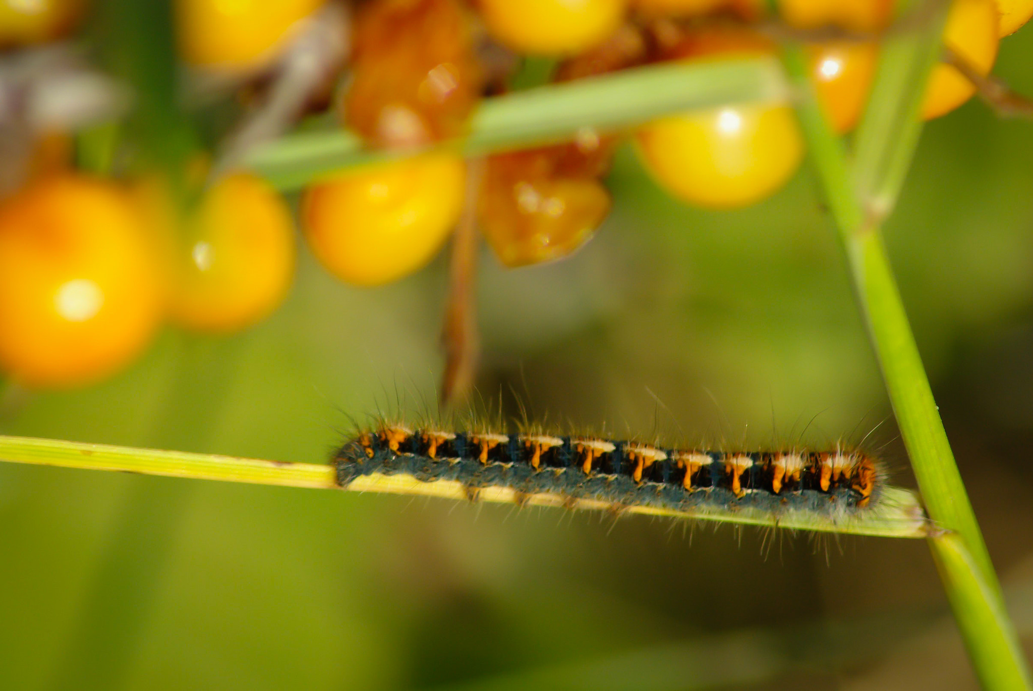 Pentax K10D sample photo. Caterpilar of oak eggar near orange berries photography