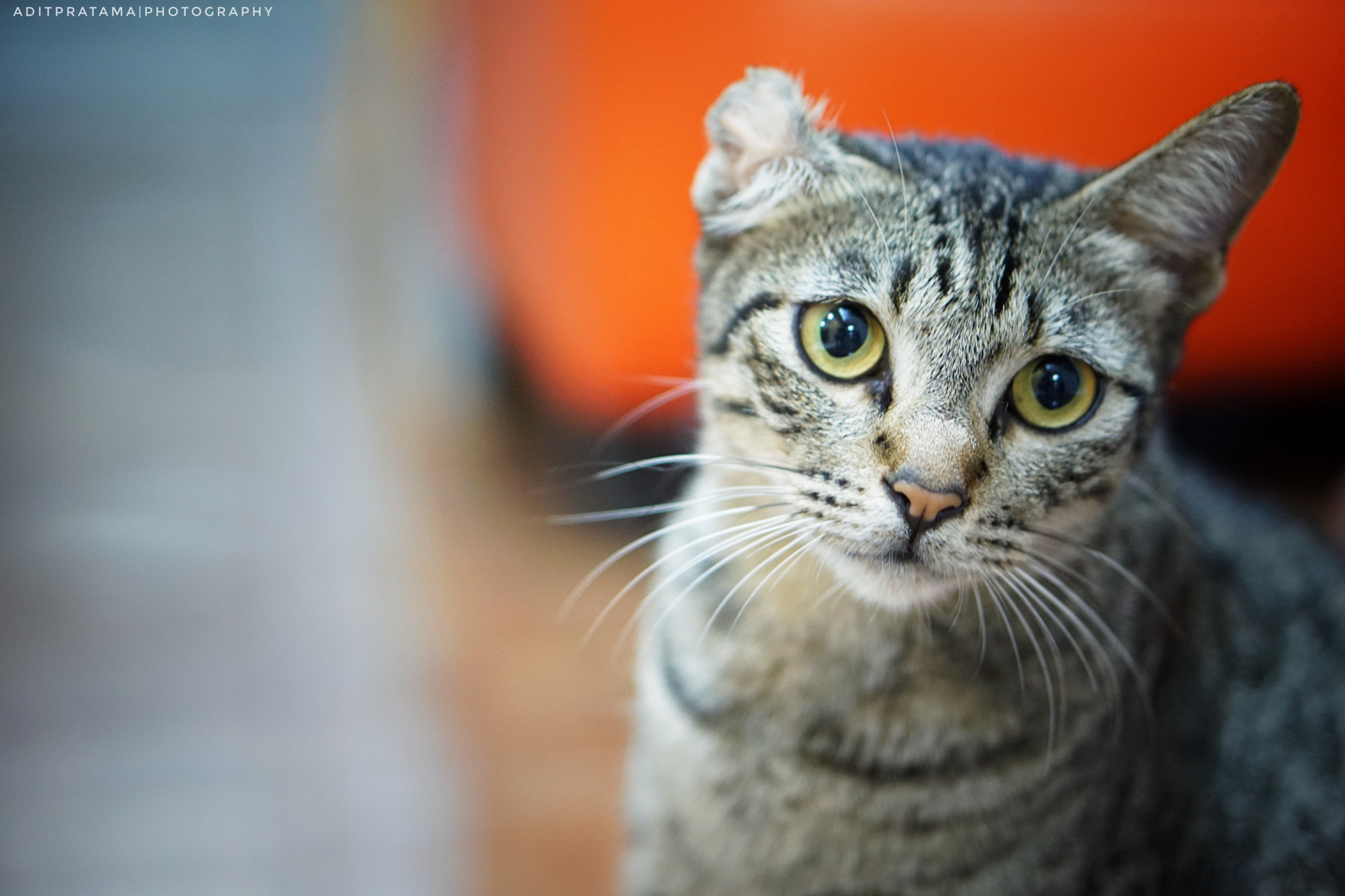 Sony E 50mm F1.8 OSS sample photo. Sad face photography