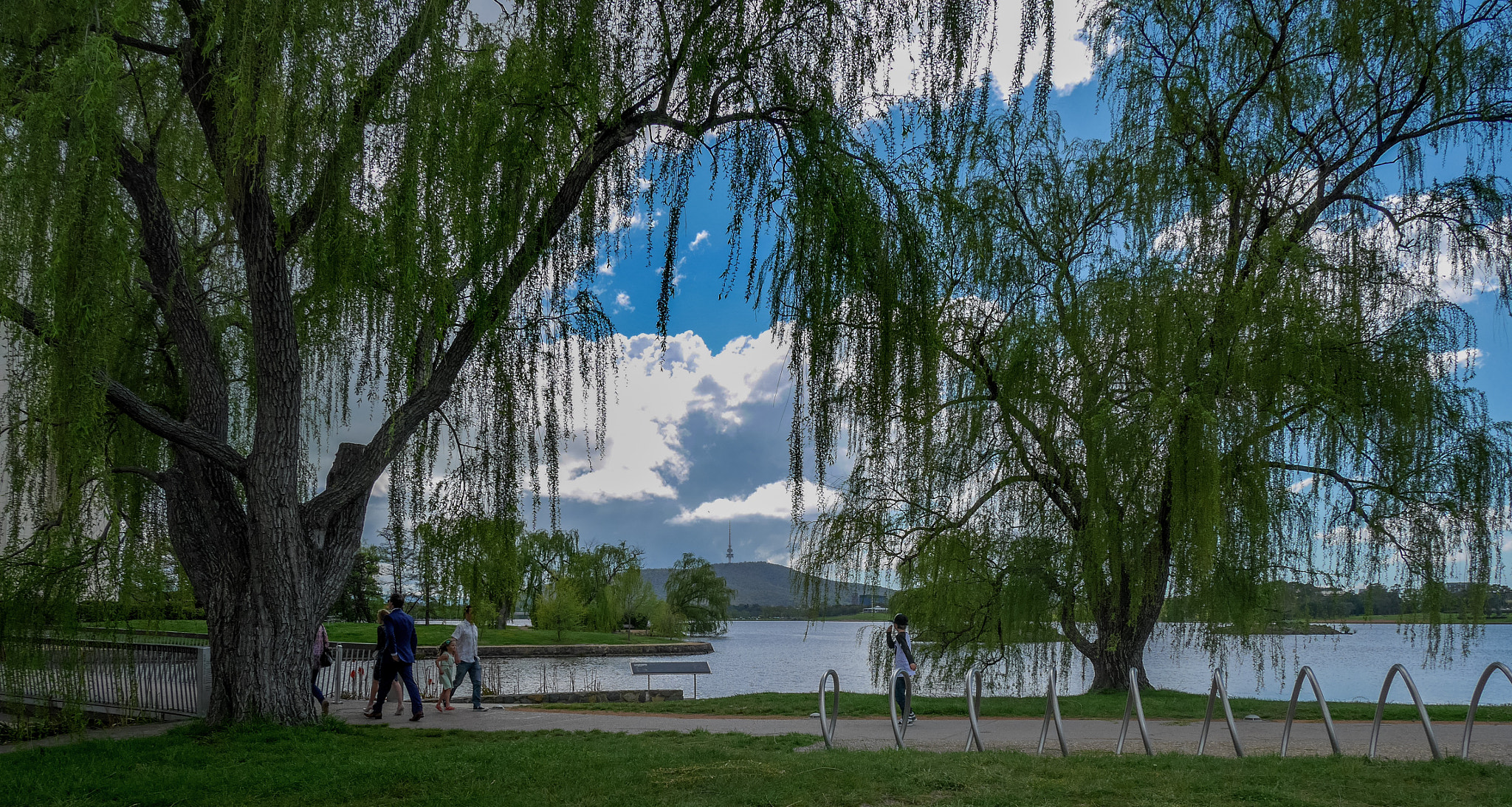 Panasonic DMC-GM1S sample photo. Willows - location: commonwealth park, act, australia photography