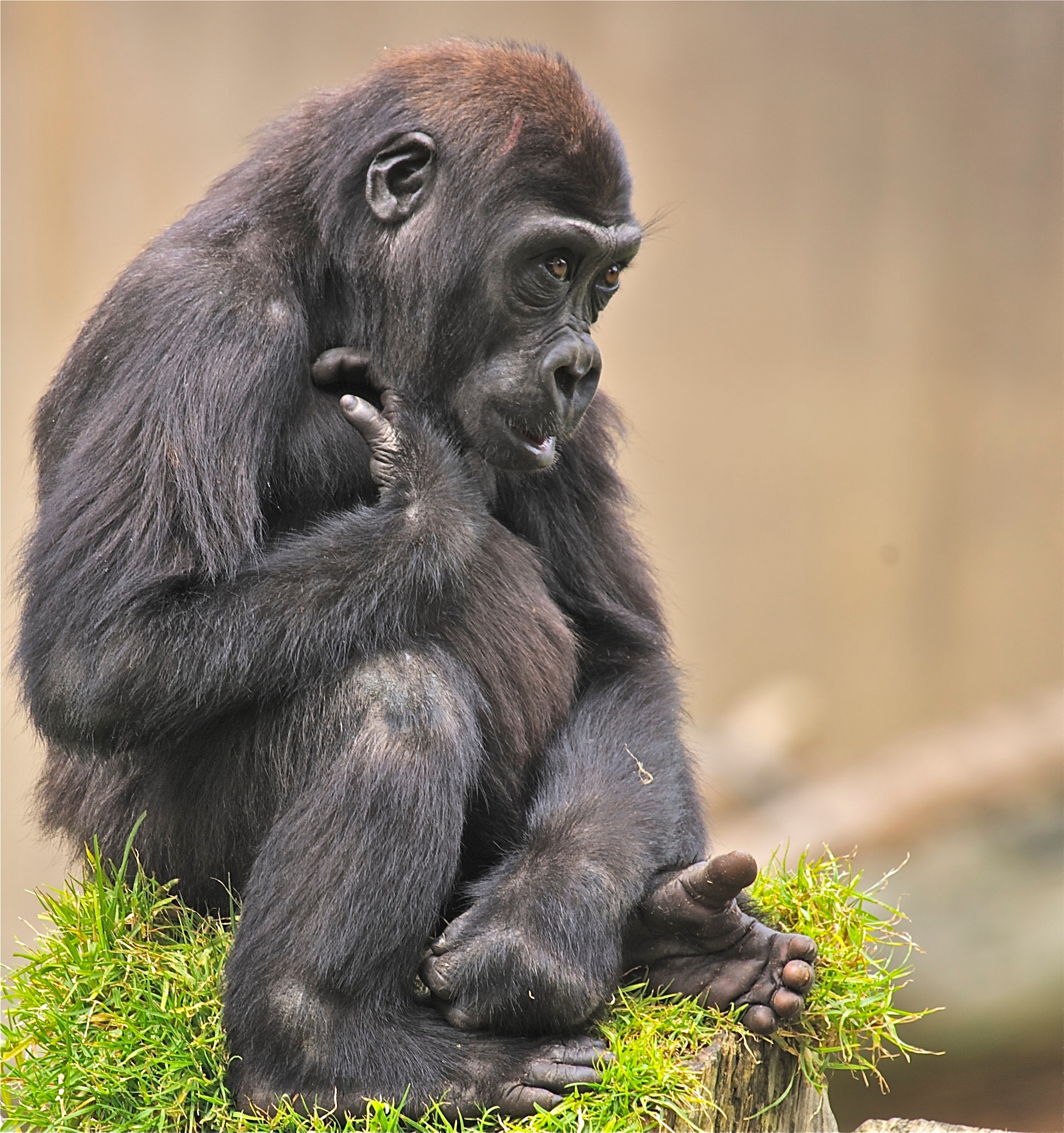 Canon EF 100-400mm F4.5-5.6L IS USM sample photo. Mountain gorilla photography