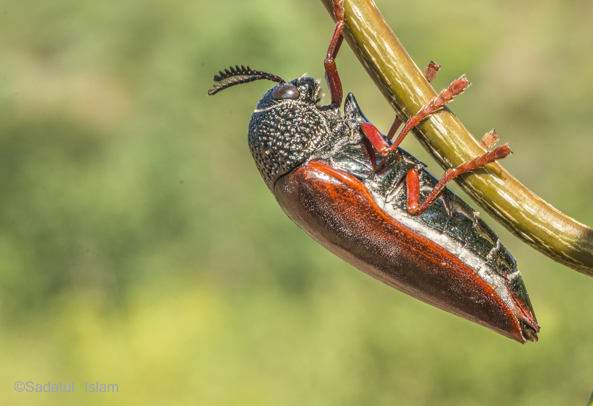 Canon EOS 70D + Tamron SP AF 90mm F2.8 Di Macro sample photo. A beetle! photography