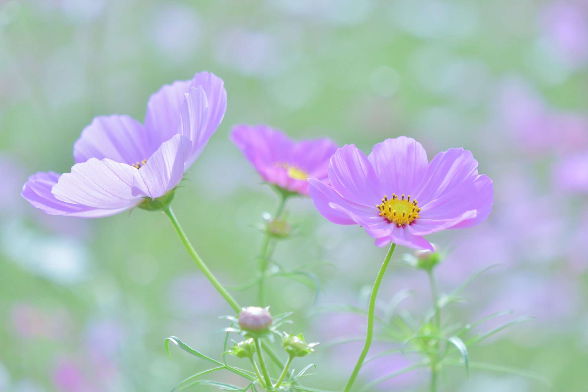 Nikon AF-S DX Micro-Nikkor 85mm F3.5G ED VR sample photo. Autumn harmony photography