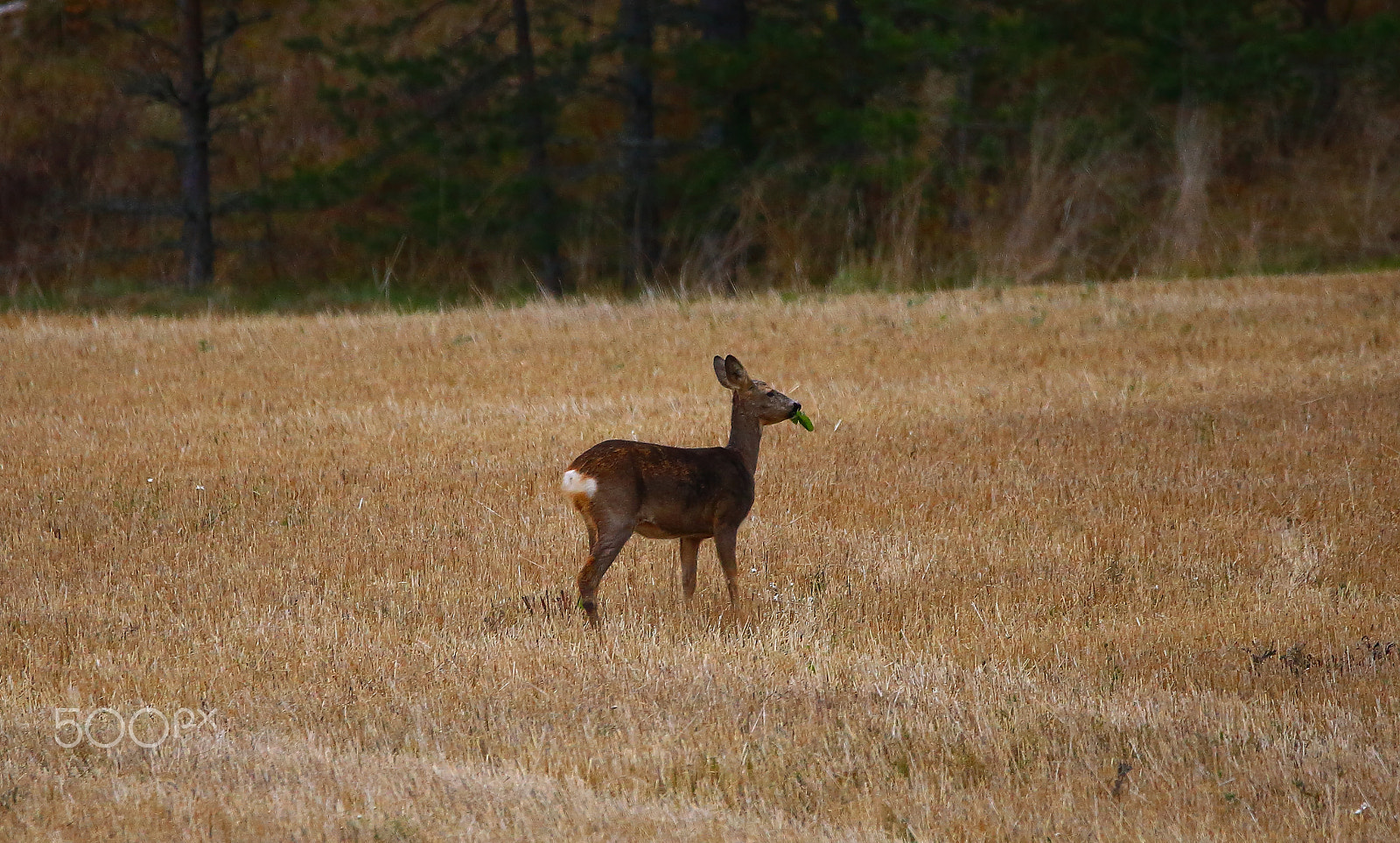 Sigma 150-600mm F5-6.3 DG OS HSM | C sample photo. Deer on the field photography