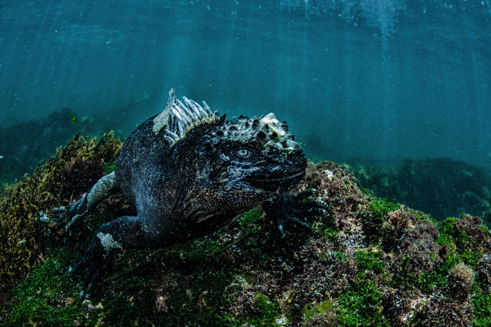 Nikon D700 + Nikon AF Fisheye-Nikkor 16mm F2.8D sample photo. Marine iguana in galapagos photography