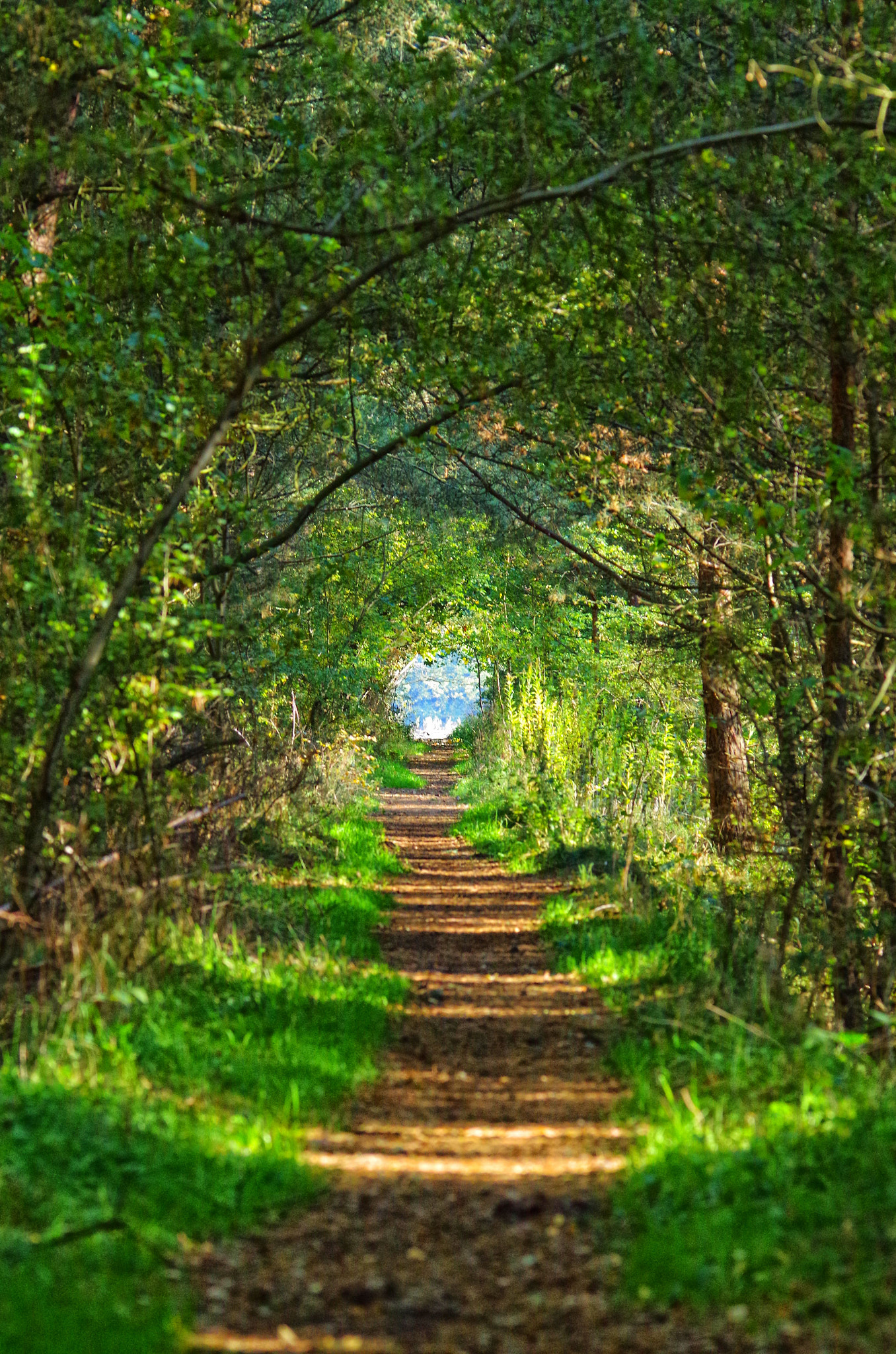 Sigma 150-500mm F5-6.3 DG OS HSM sample photo. The path photography