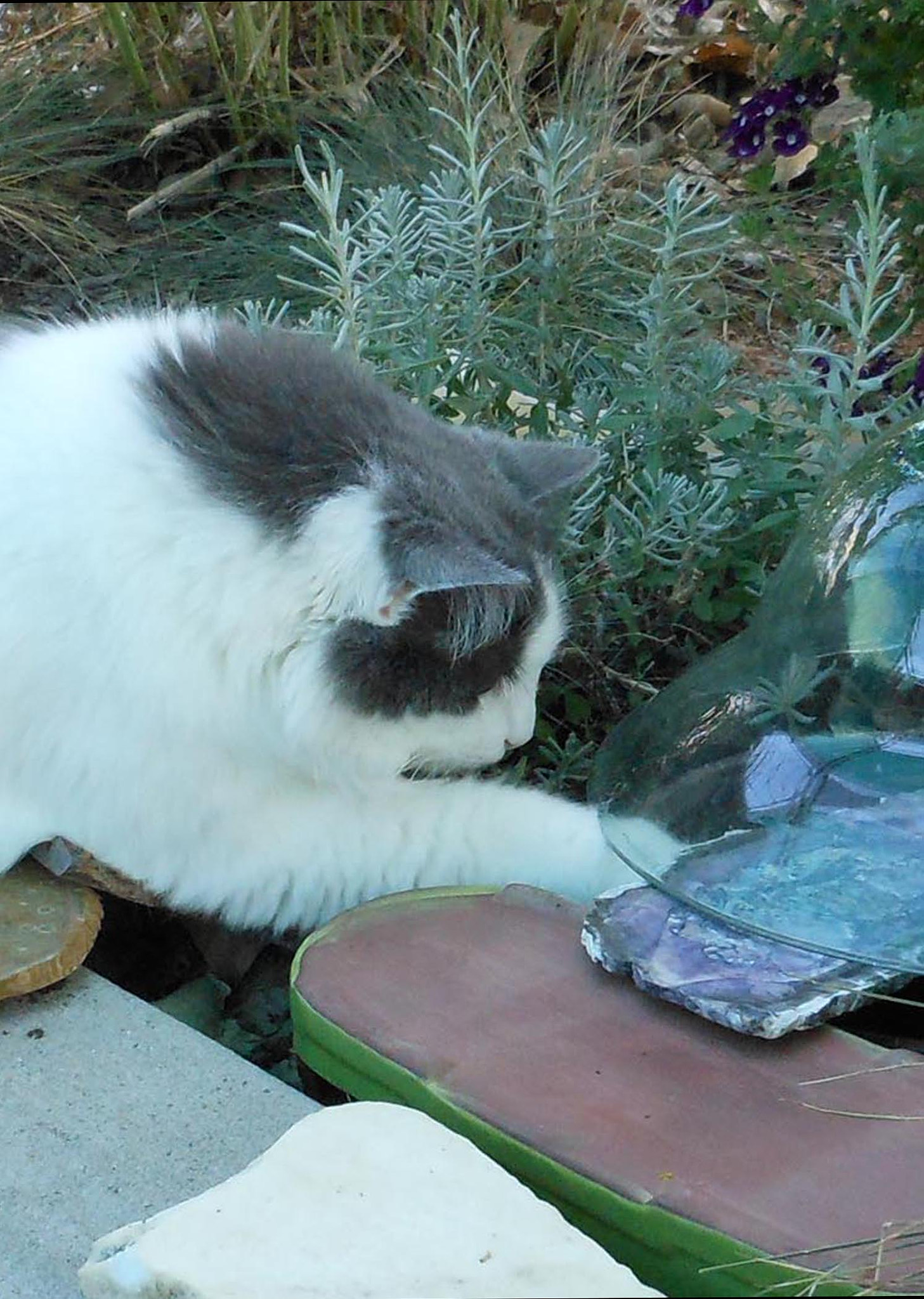 Nikon Coolpix S6100 sample photo. Lily checking out a toad photography