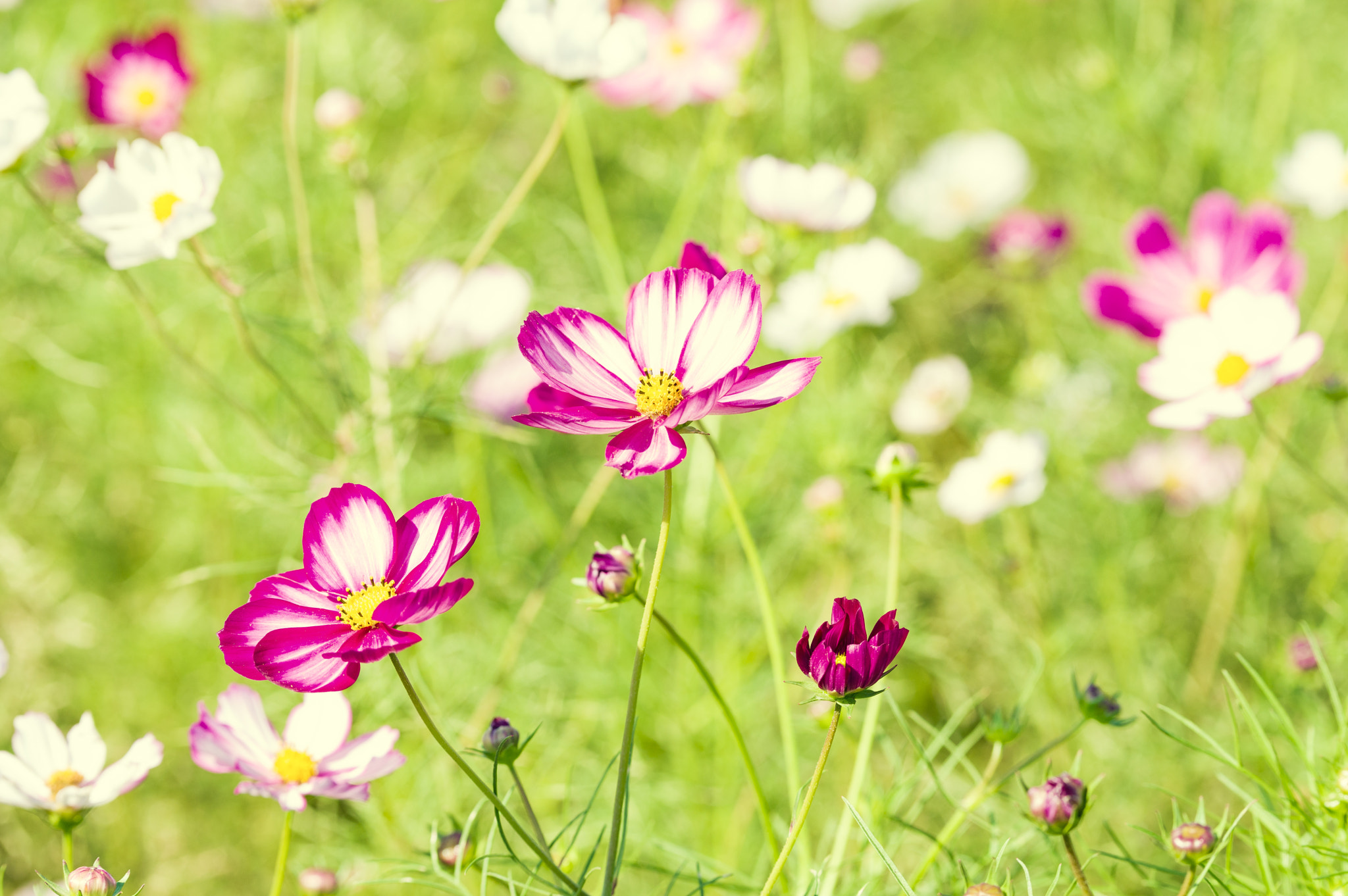 Pentax D FA* 70-200mm F2.8ED DC AW sample photo. ** photography