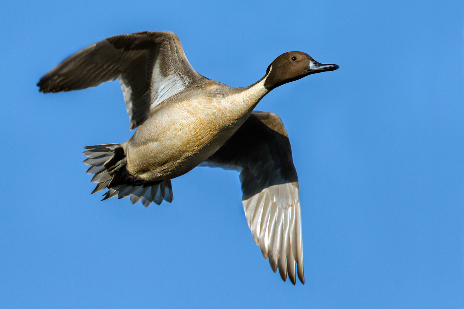 Canon EF 300mm F2.8L IS II USM sample photo. The flight of the codon photography