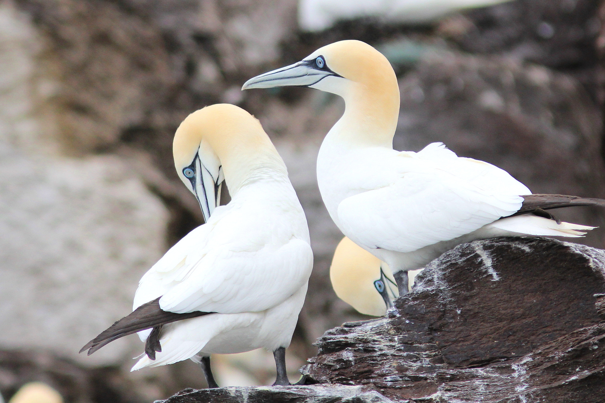 Canon EF 300mm F4L IS USM sample photo. Gannets photography