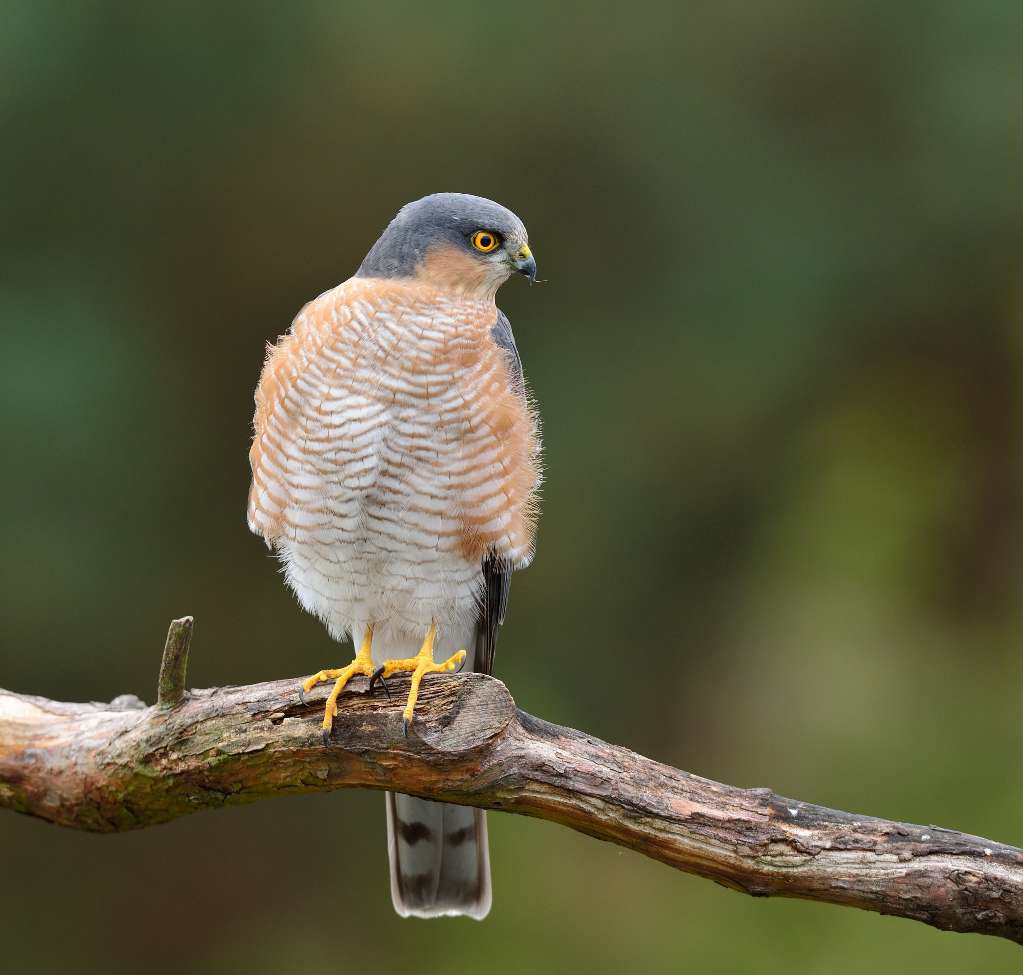 Nikon D600 + Nikon AF-S Nikkor 500mm F4G ED VR sample photo. Sperwer photography