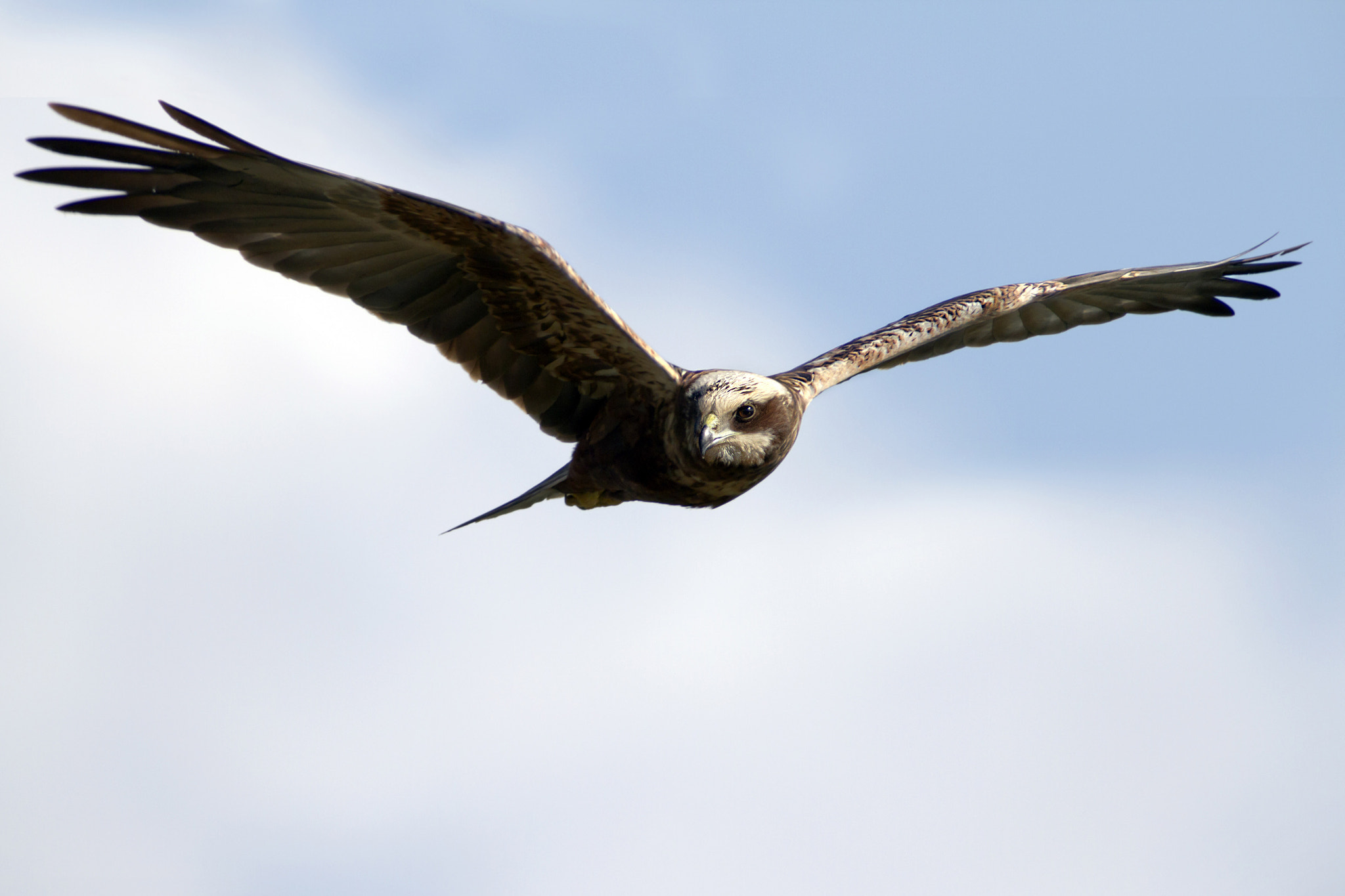 Canon EF 300mm f/2.8L + 2x sample photo. The eye of the harrier photography