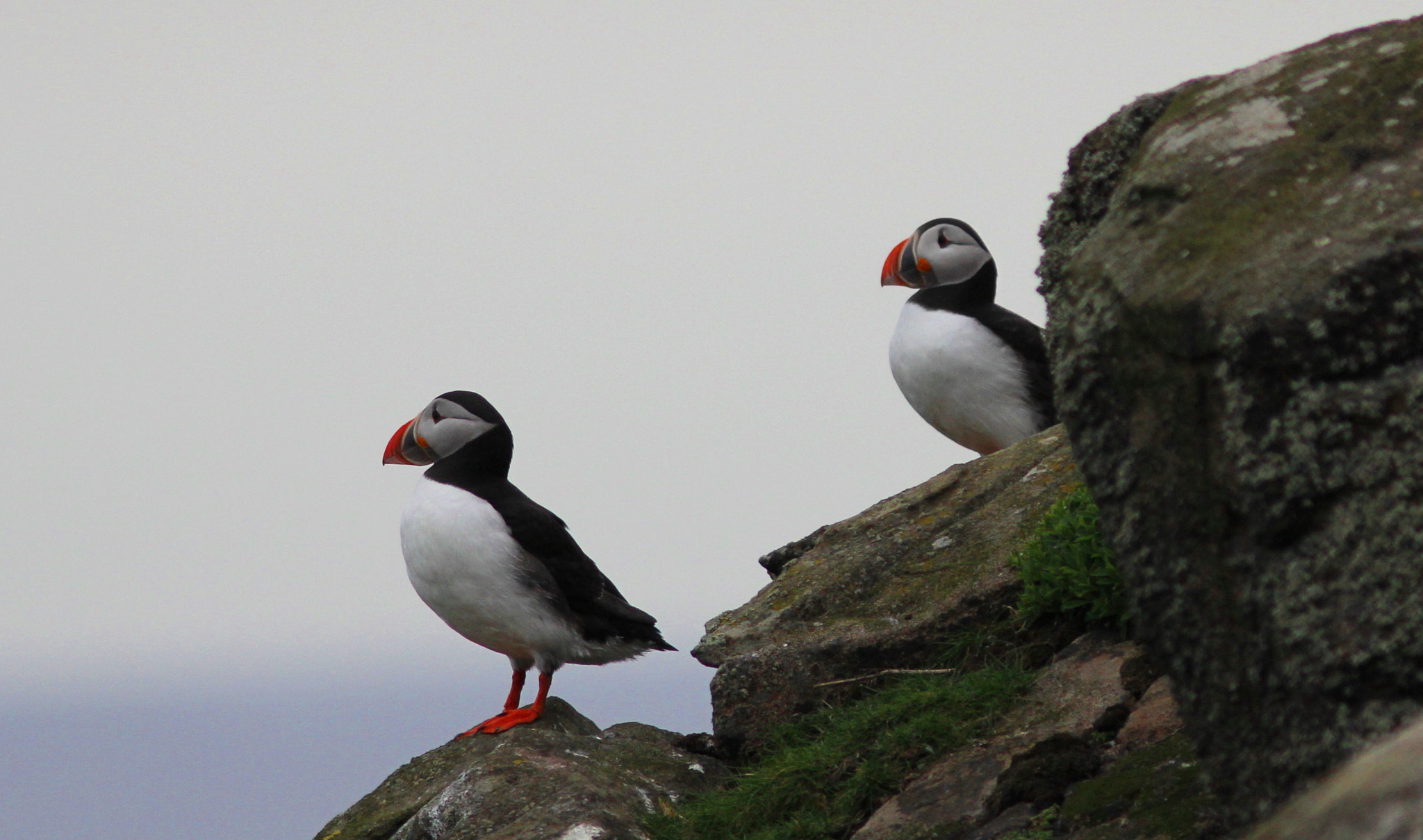 Canon EF 300mm F4L IS USM sample photo. Pair of puffins photography