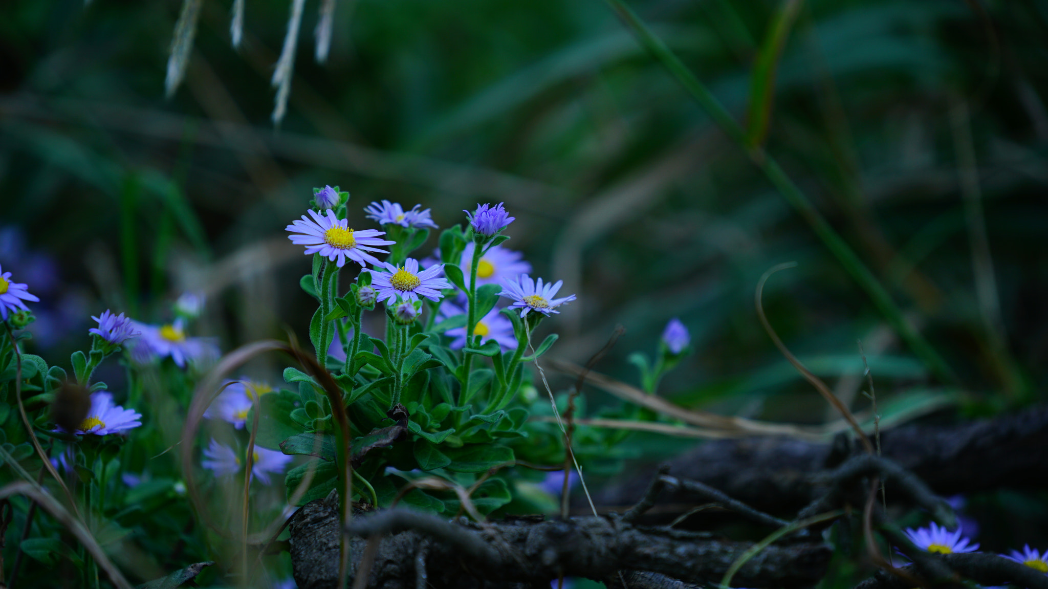 Sony a7R II + Sony FE 70-200mm F4 G OSS sample photo.  aster sphathulifolius maxim photography