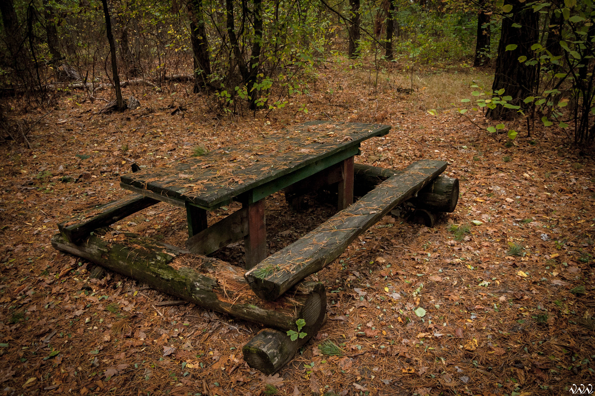 Nikon D70s sample photo. Forest photography